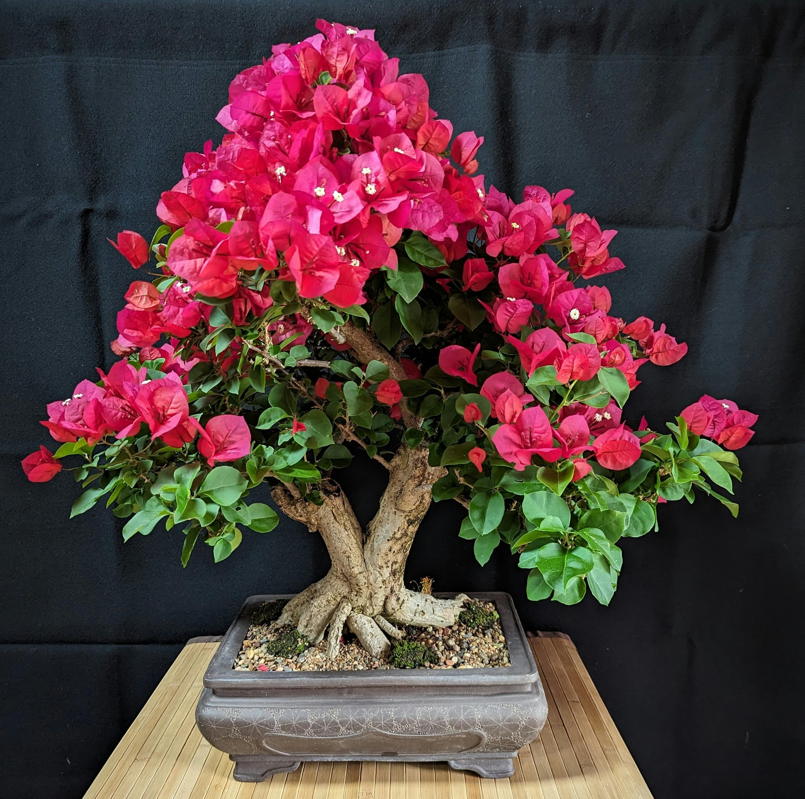 Port Macquarie Bonsai Expo