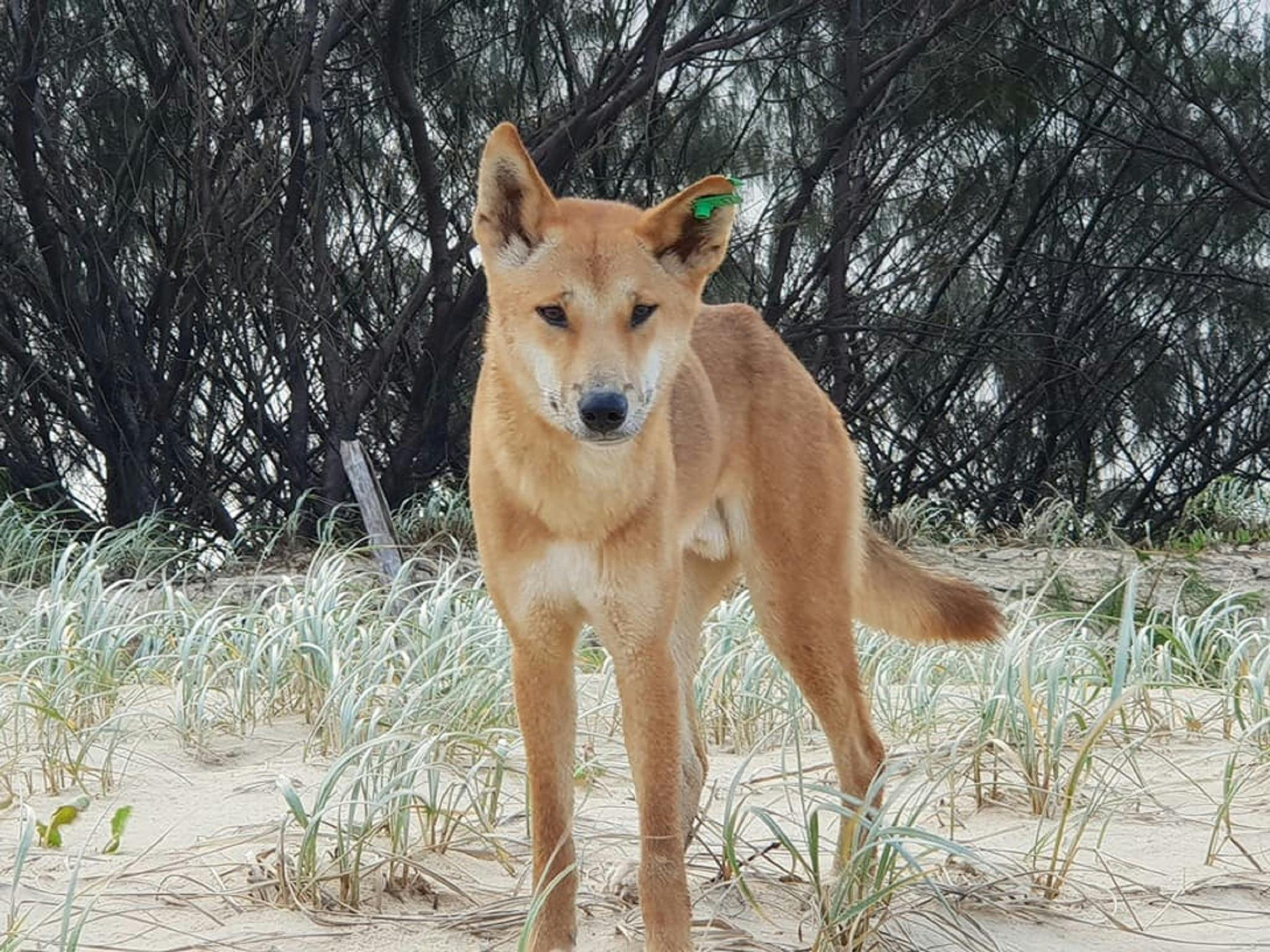 3 Day - Fraser Island (K'Gari) Guided Tour Kingfisher Bay Eco Resort