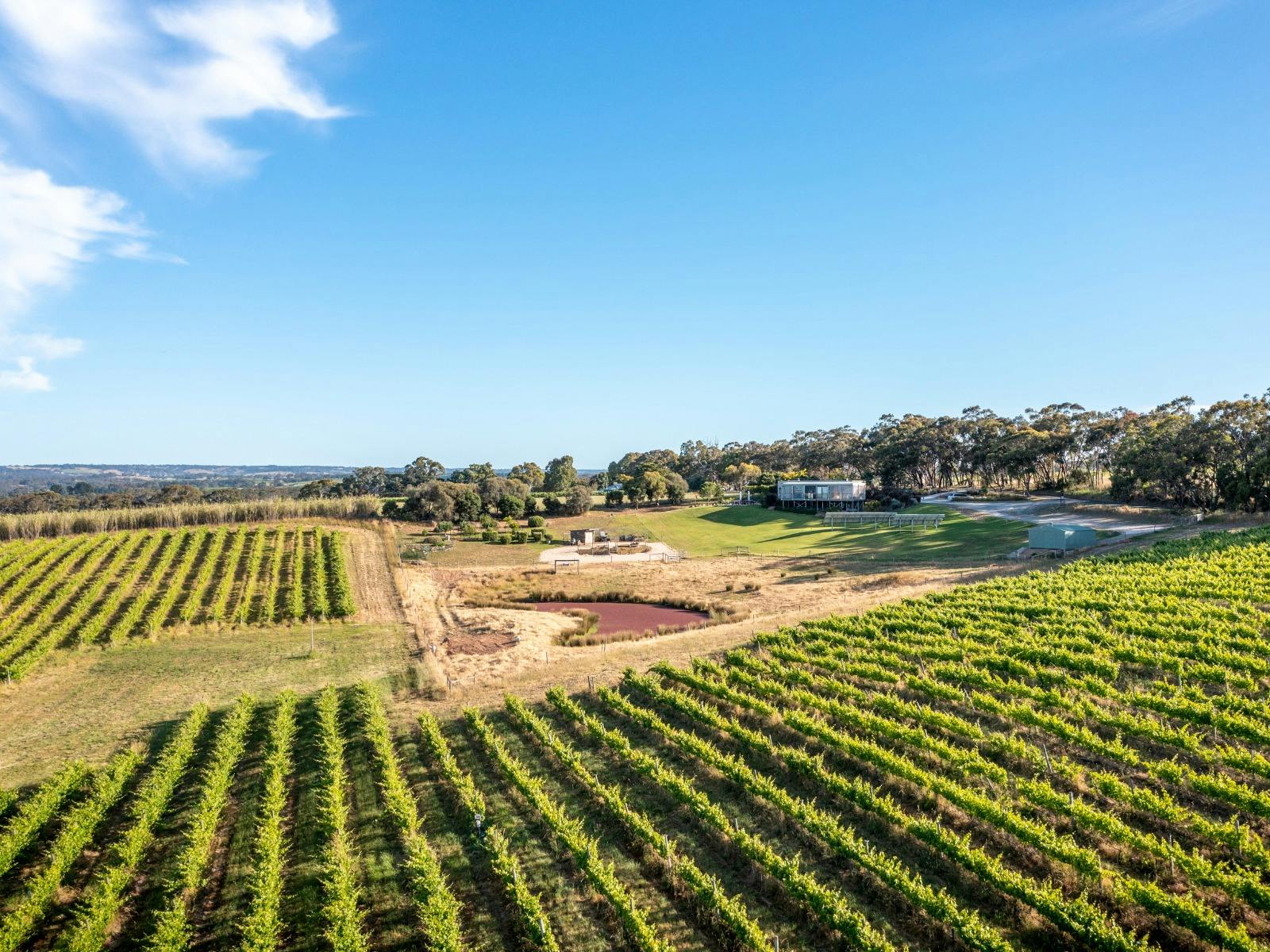 Landscape view of Gemtree Tasting Room, a sunny day with vineyards