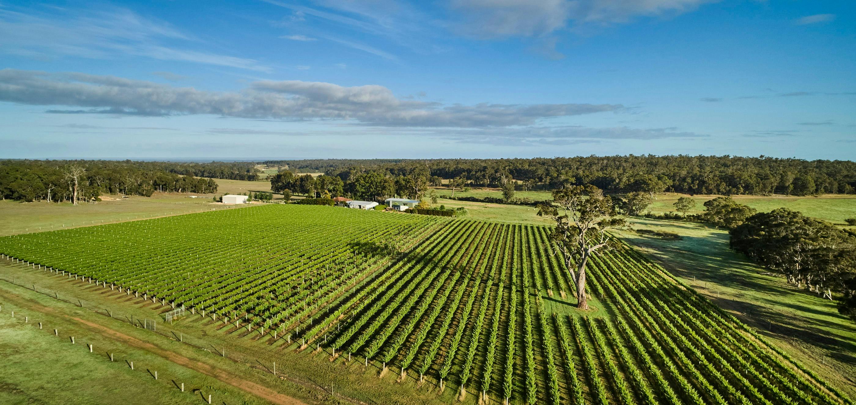Aerial view of the Whicher Ridge Vineyard