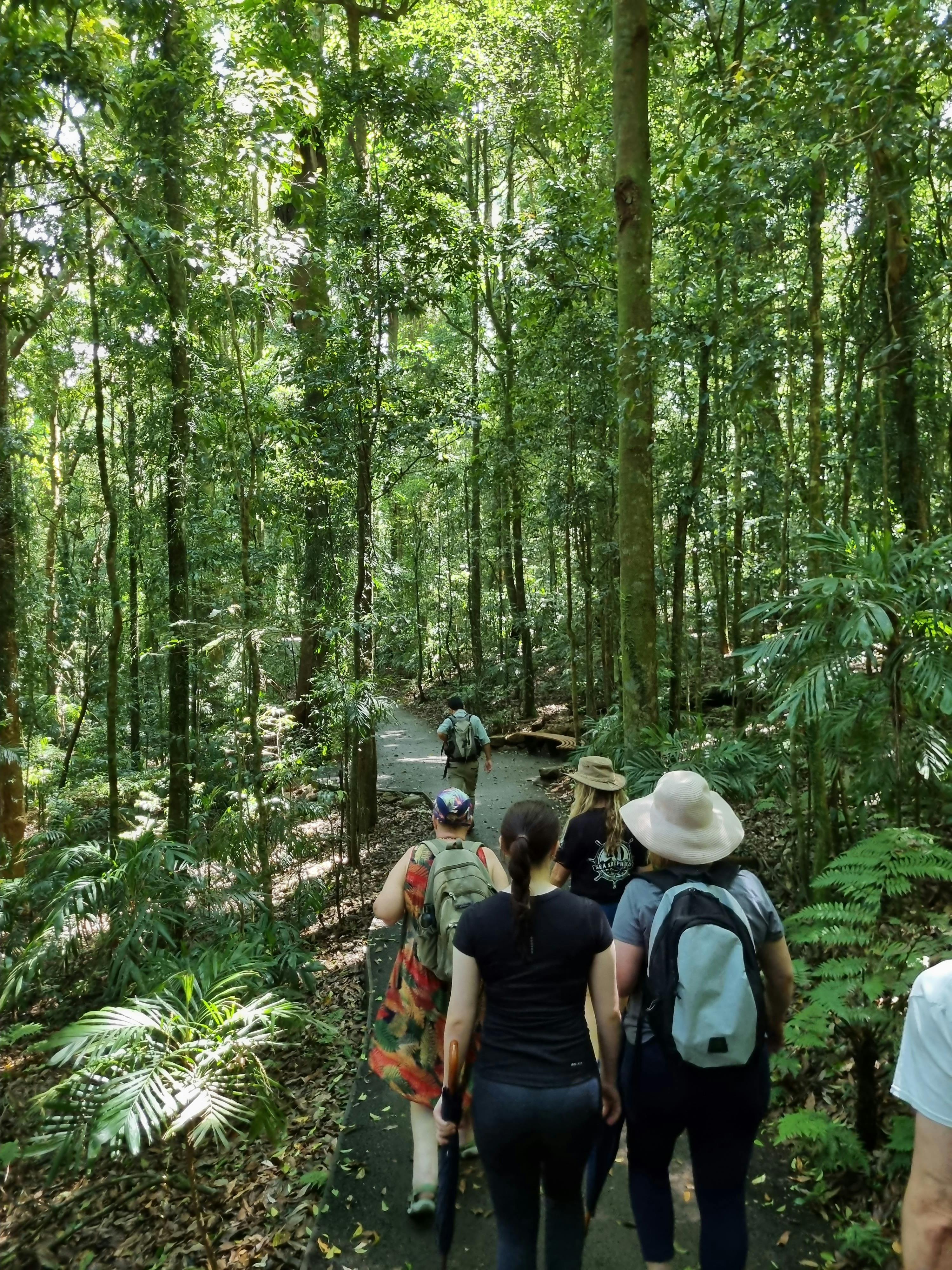 Dorrigo rainforest ranger-guided tour Dorrigo National Park