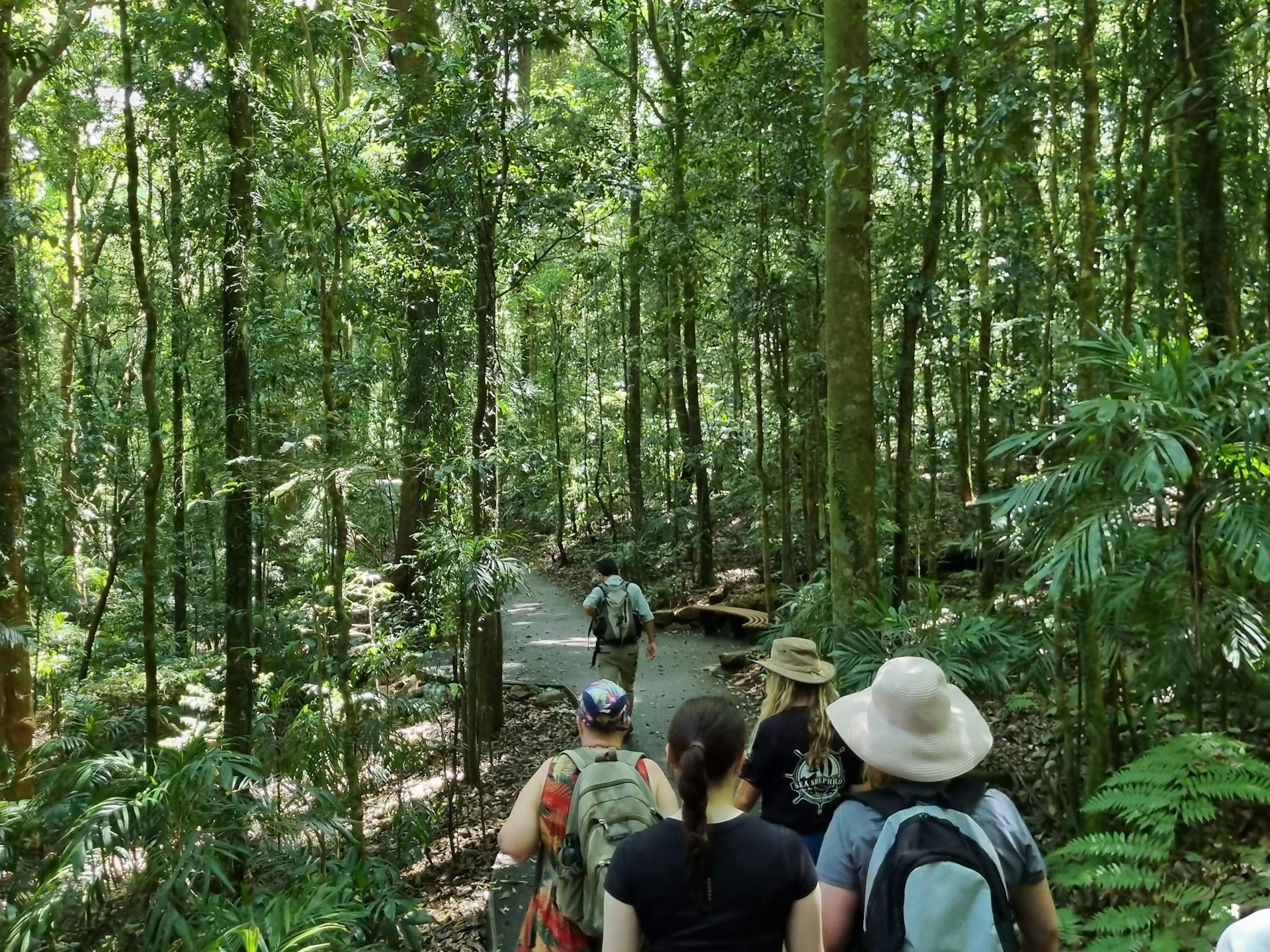 Dorrigo rainforest ranger-guided tour Dorrigo National Park in Dorrigo ...