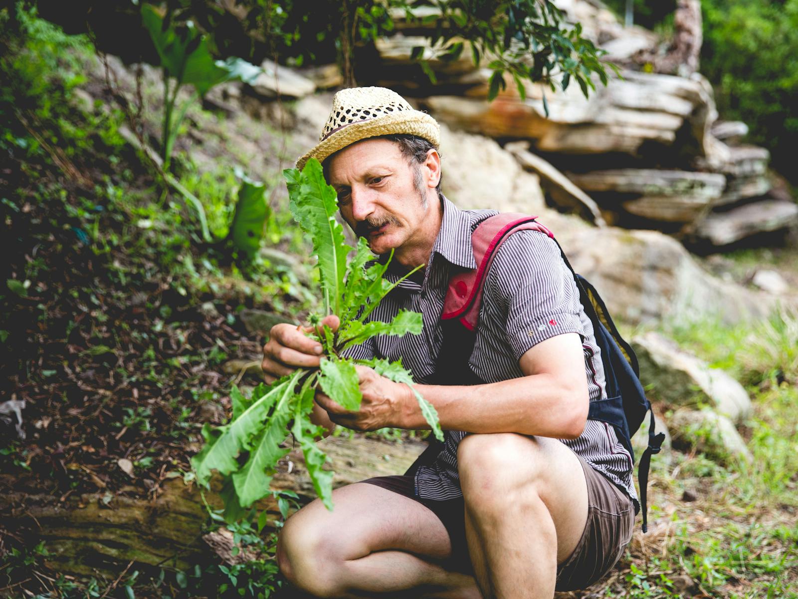 手拿蒲公英植物的男人
