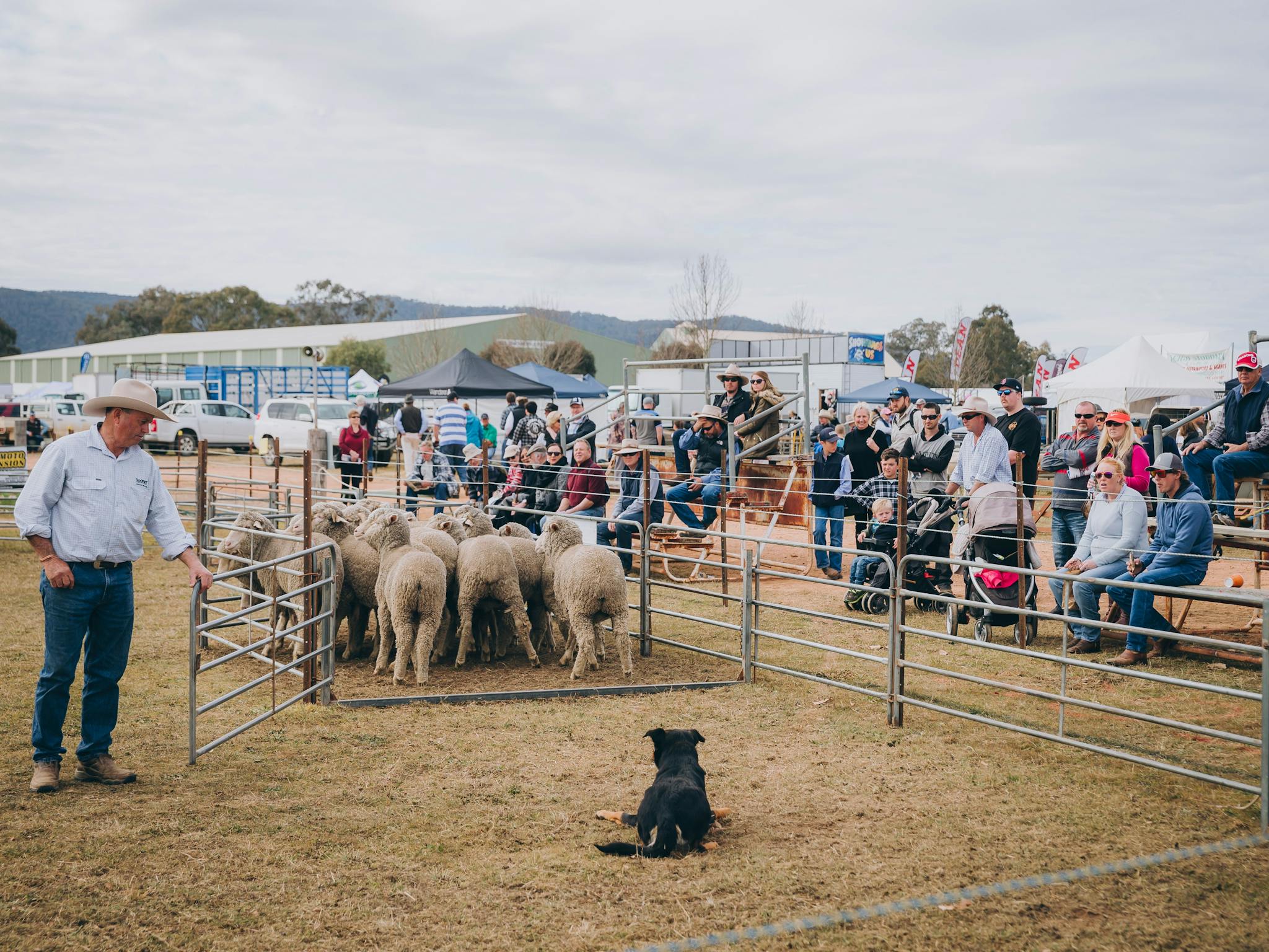 Sheep dog trial
