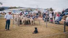 Sheep dog trial