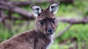 Exceptional Kangaroo Island specialise in getting you up close to wildlife in its' natural habitat