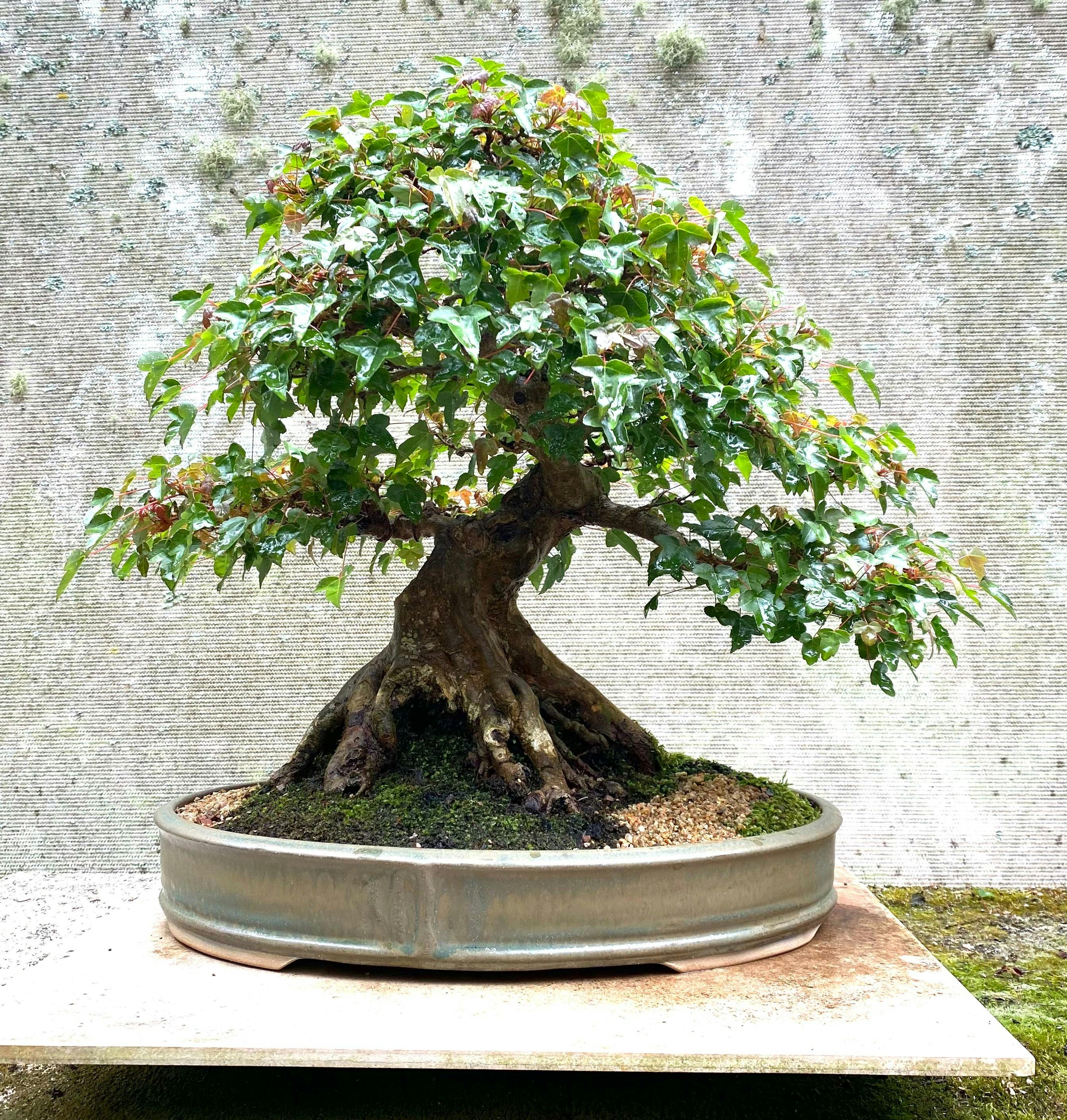 maple bonsai