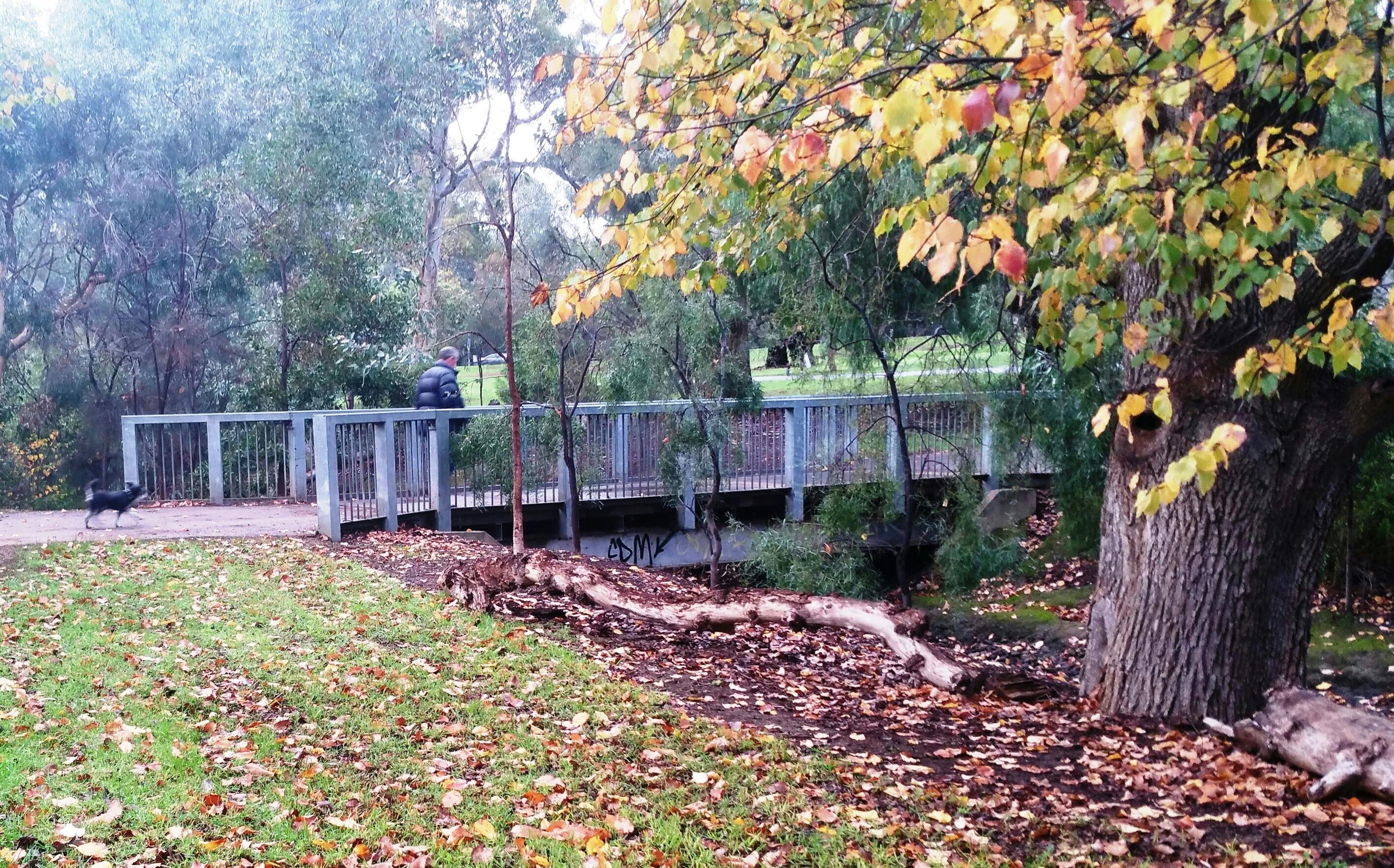 Park 15