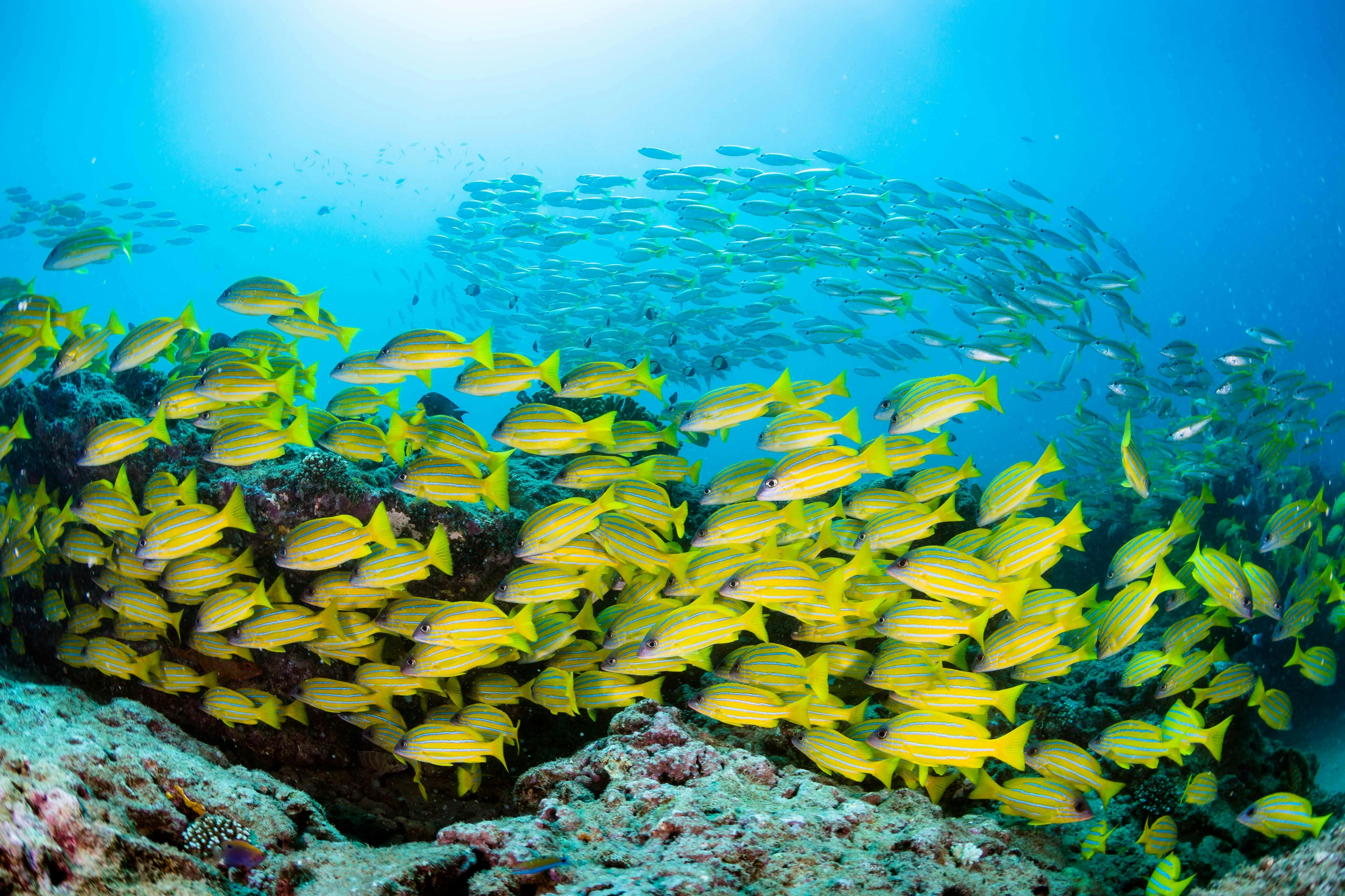 Dive Ningaloo