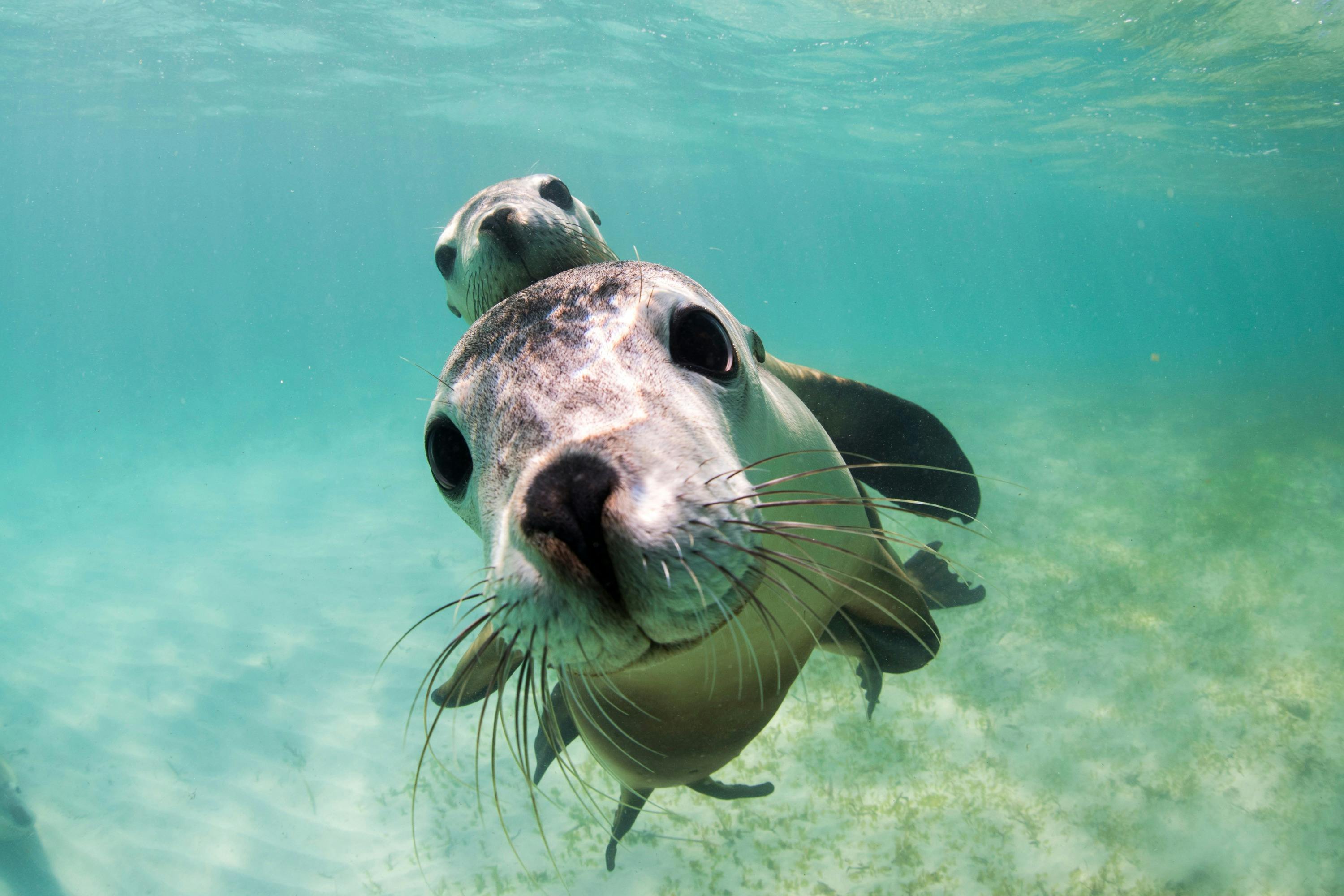 Sea Lion Charters, Jurien Bay, Western Australia