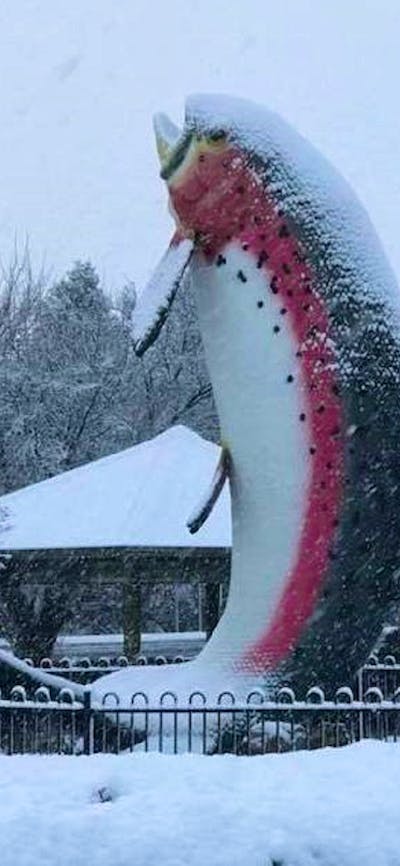 The Big Trout Snow 2016