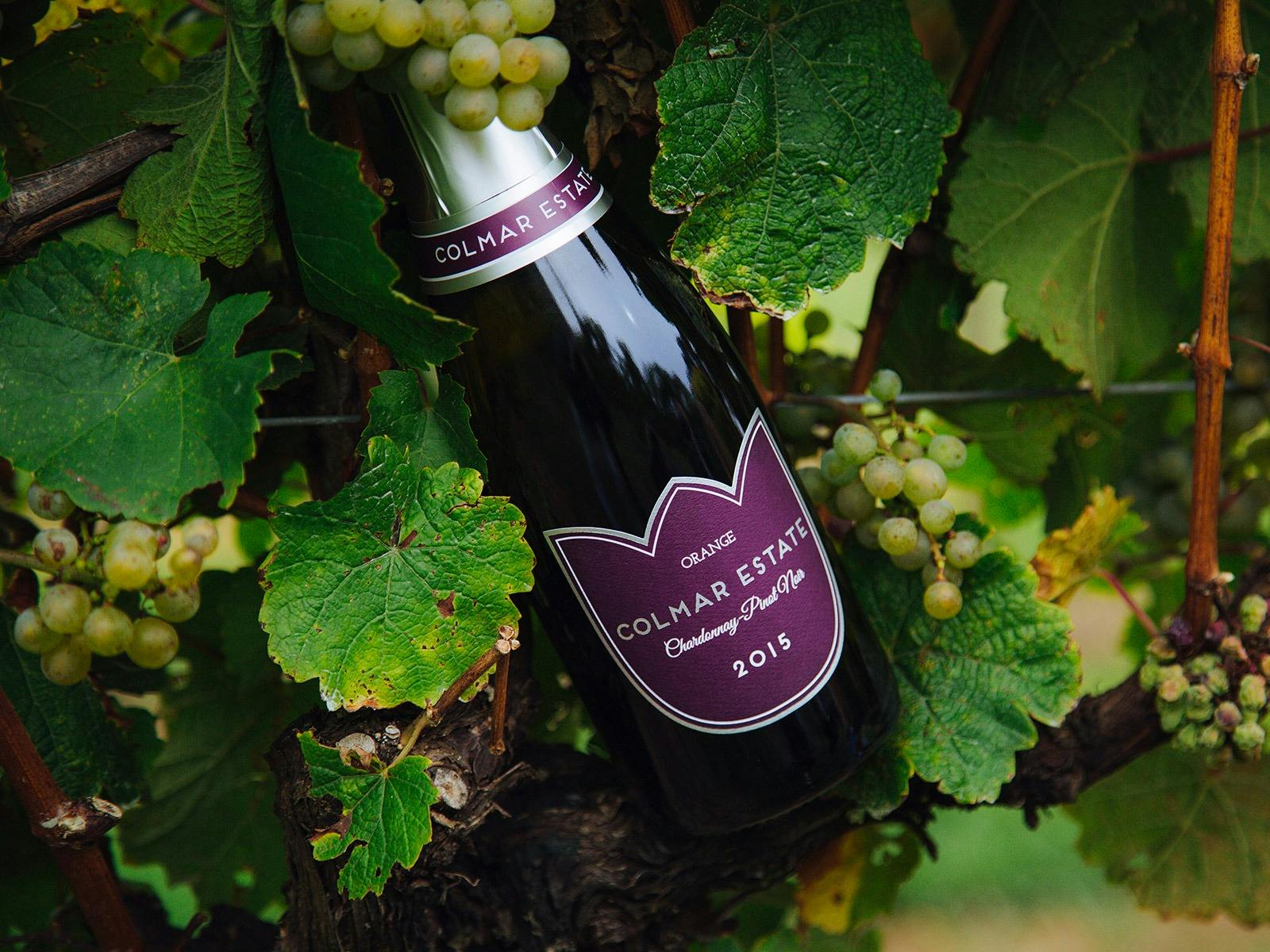 Bottle of Colmar Estate Chardonnay-Pinot Noir sparkling wine in the vines, surrounded by grapes