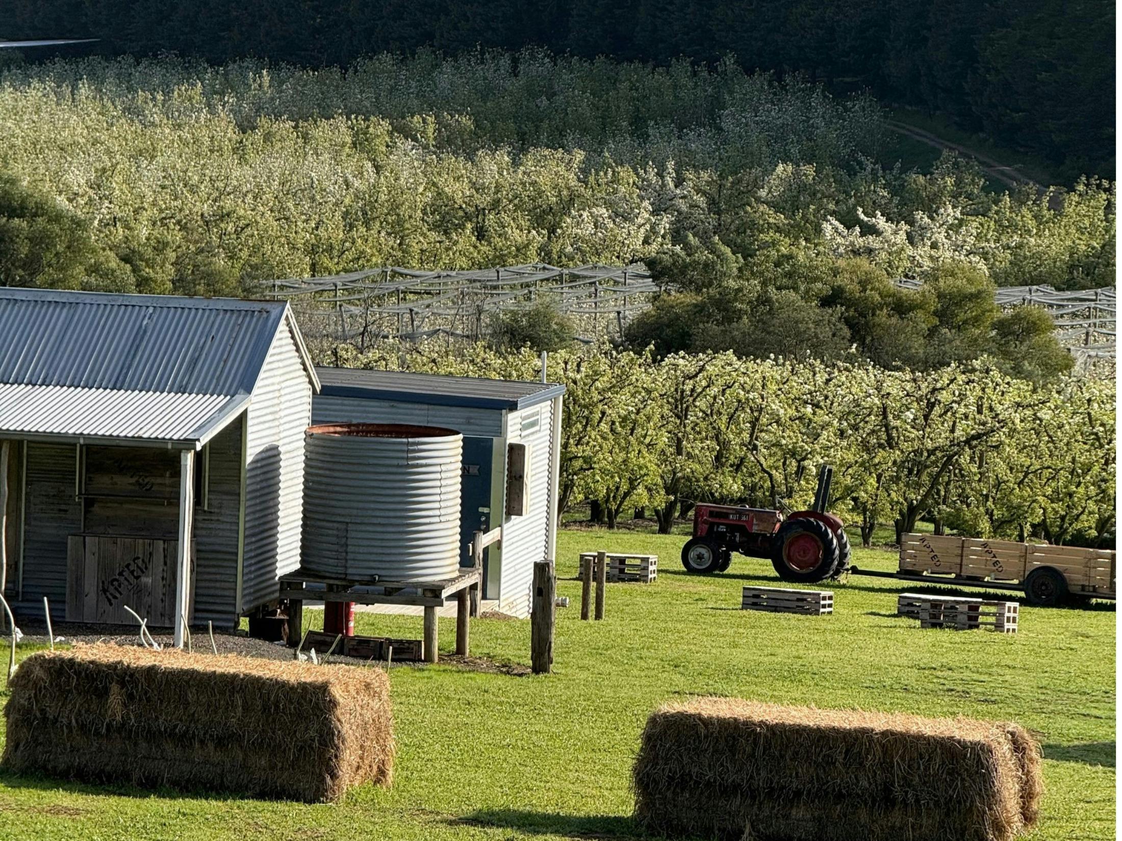 A photo of a rustic shed and tractor with a sea of white pear blossoms behind it.