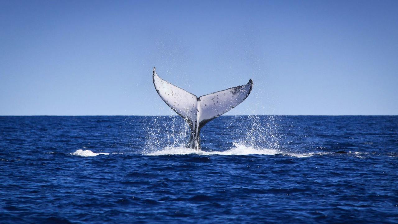 Humpback Whale during tail slapping, Kimberley Coast