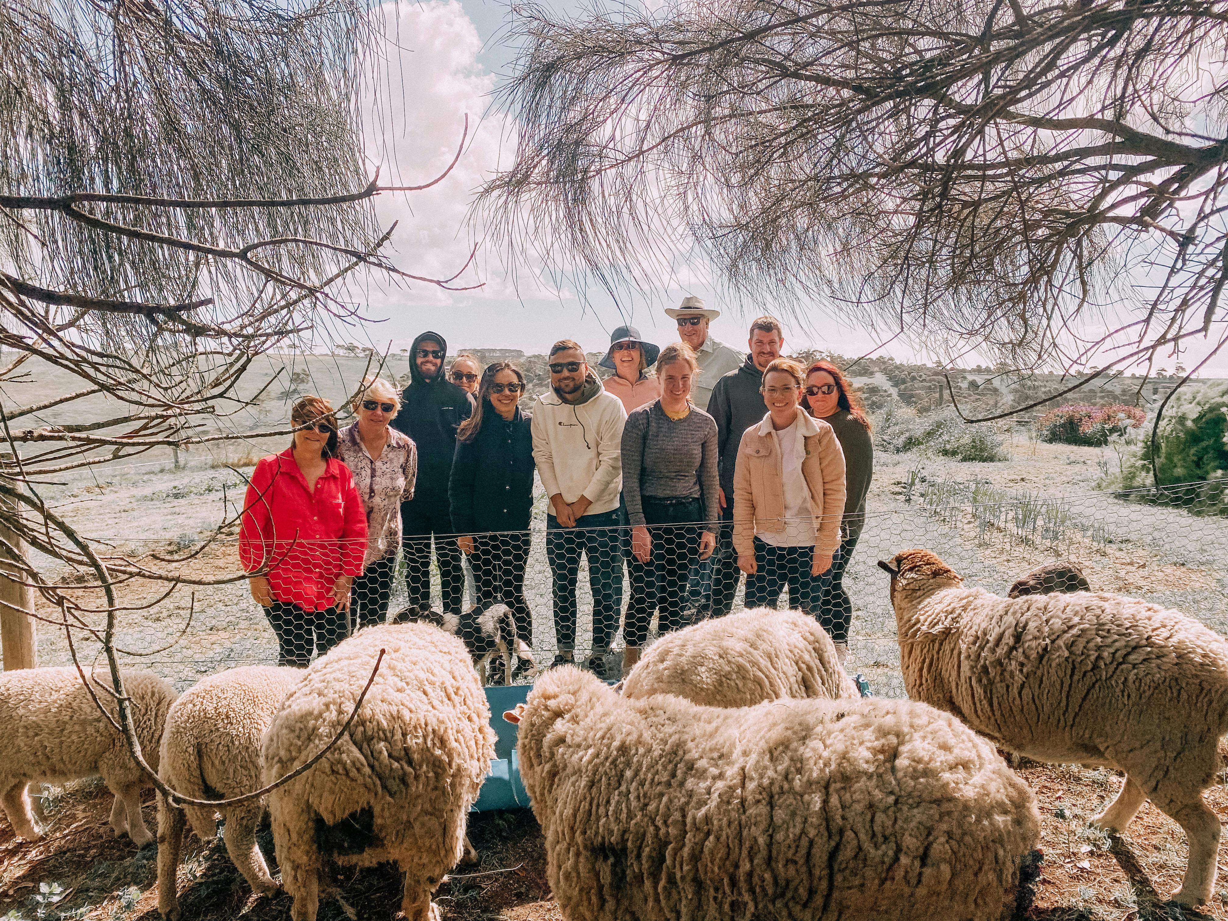 Sheep experience
