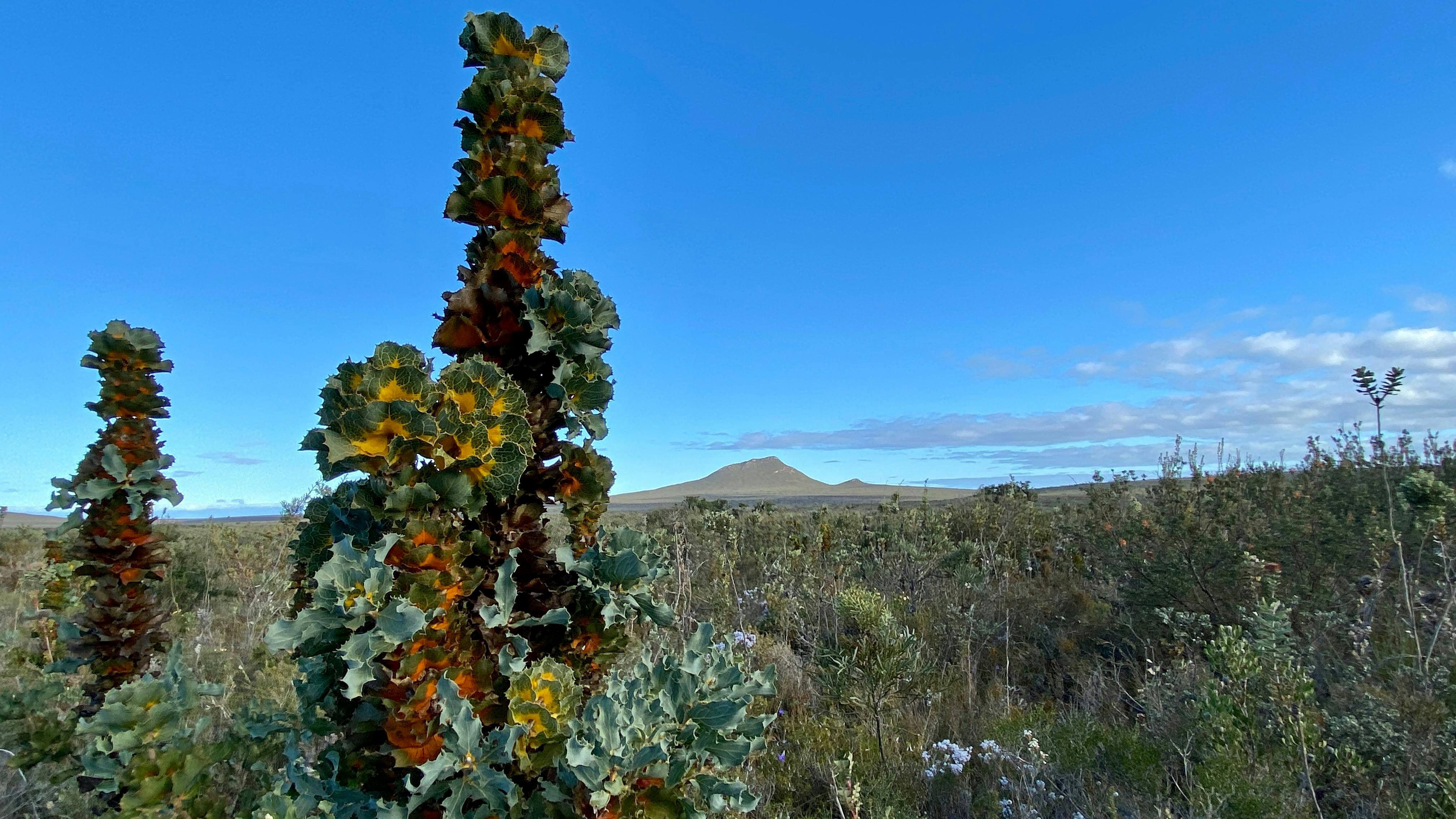 A Royal Hakea plant stands in focus with West Mt Barren in the background in the Fitzgerald River NP
