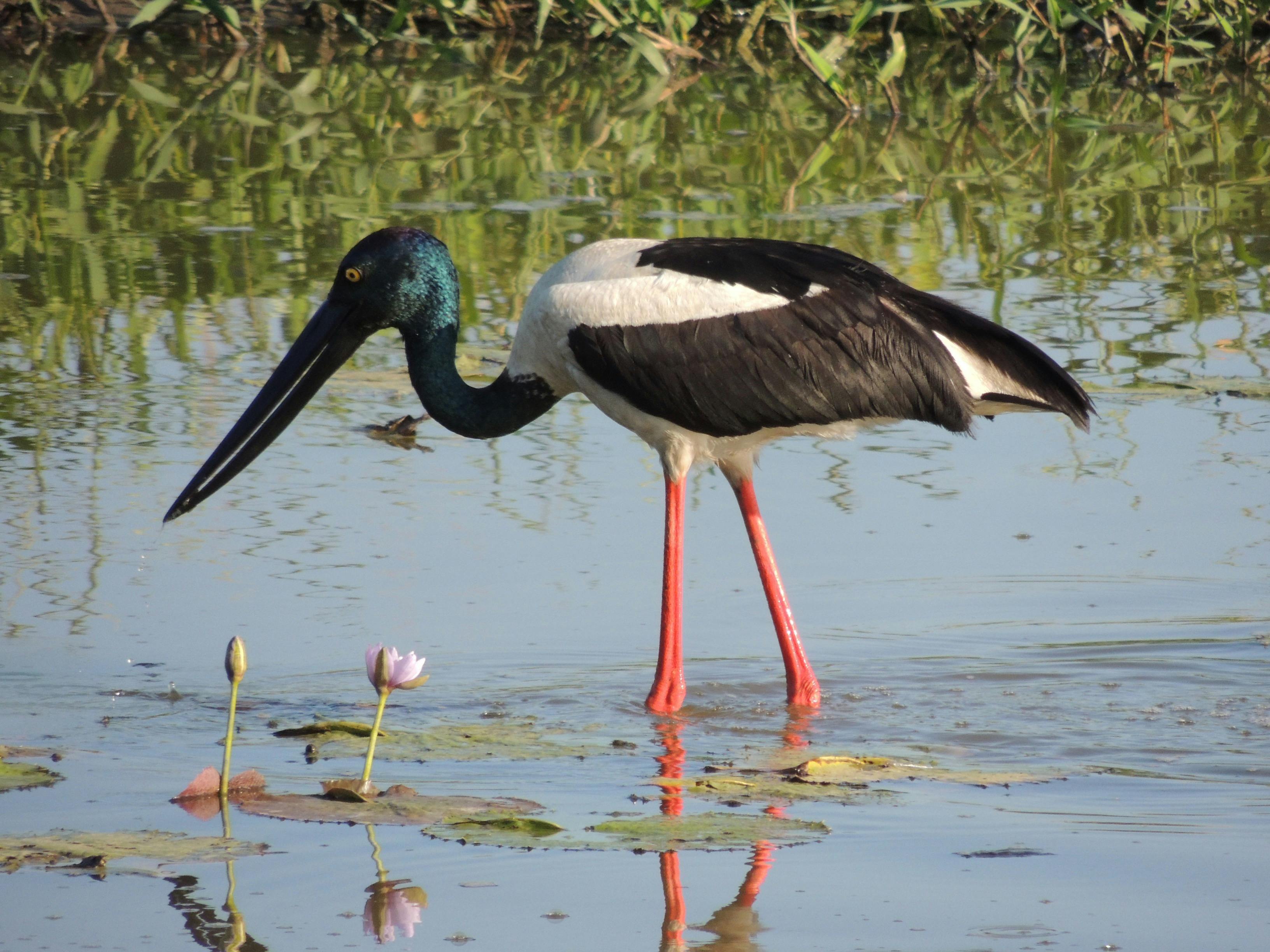 Black necked Stork - Jabiru