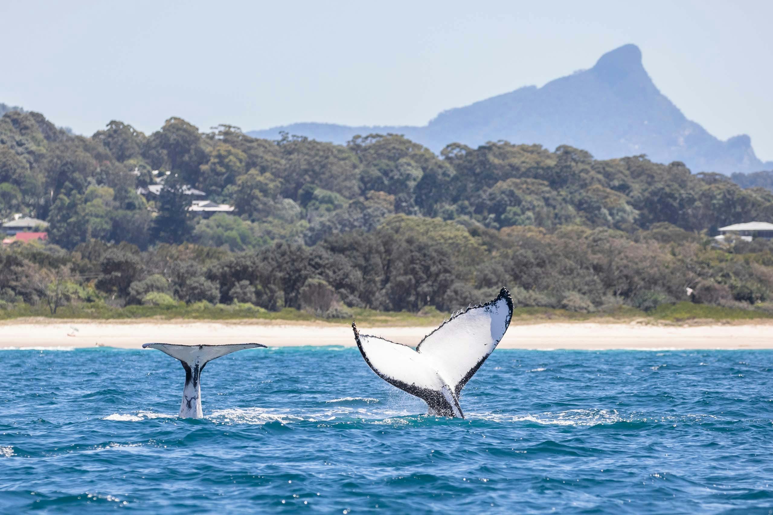 2 humpback whales tail slapping in front of Wollumbin