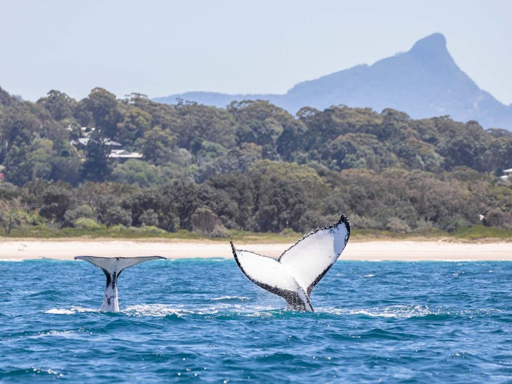 2 humpback whales tail slapping in front of Wollumbin