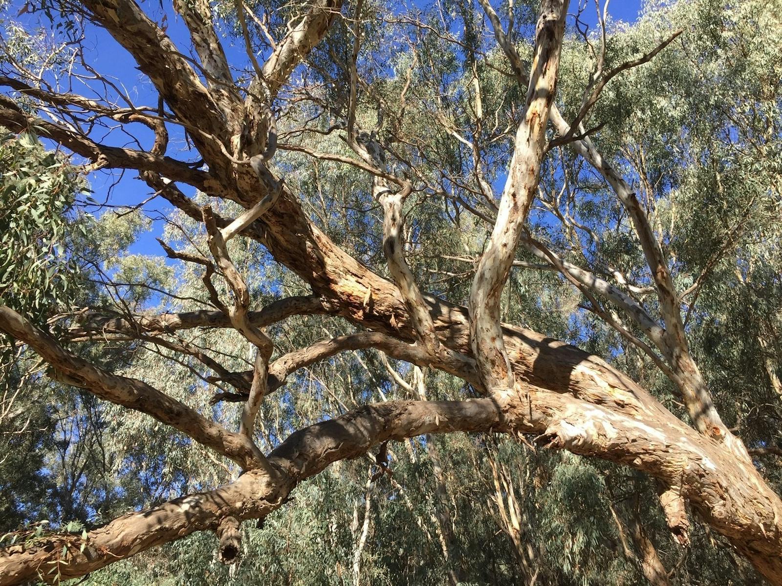 Wayfinding Gum Tree beside the Ovens River Wangaratta