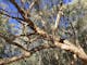 Wayfinding Gum Tree beside the Ovens River Wangaratta