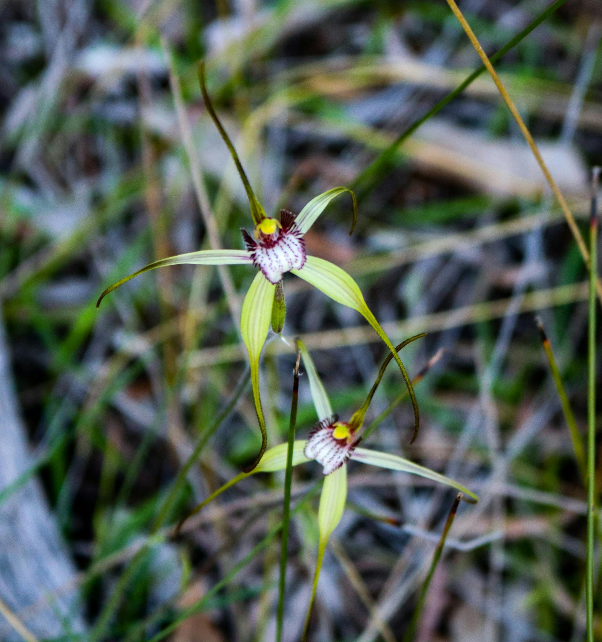 Salt and Bush Eco Tours, Mandurah, Western Australia