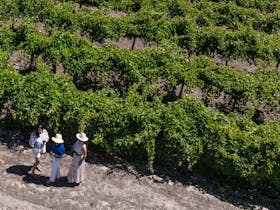 Padthaway Vineyards