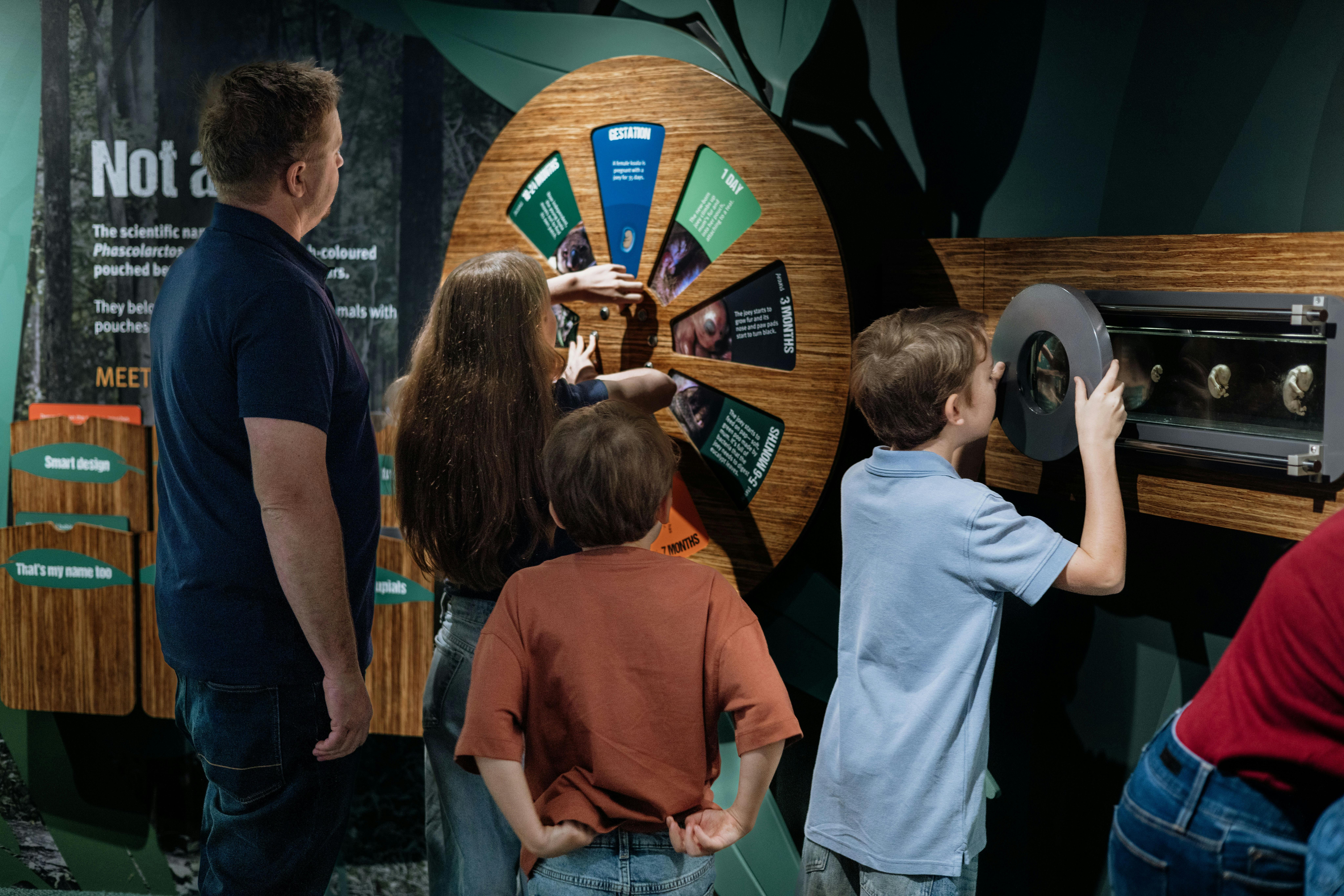 Hands-on exhibits make learning about koalas fun for all ages.