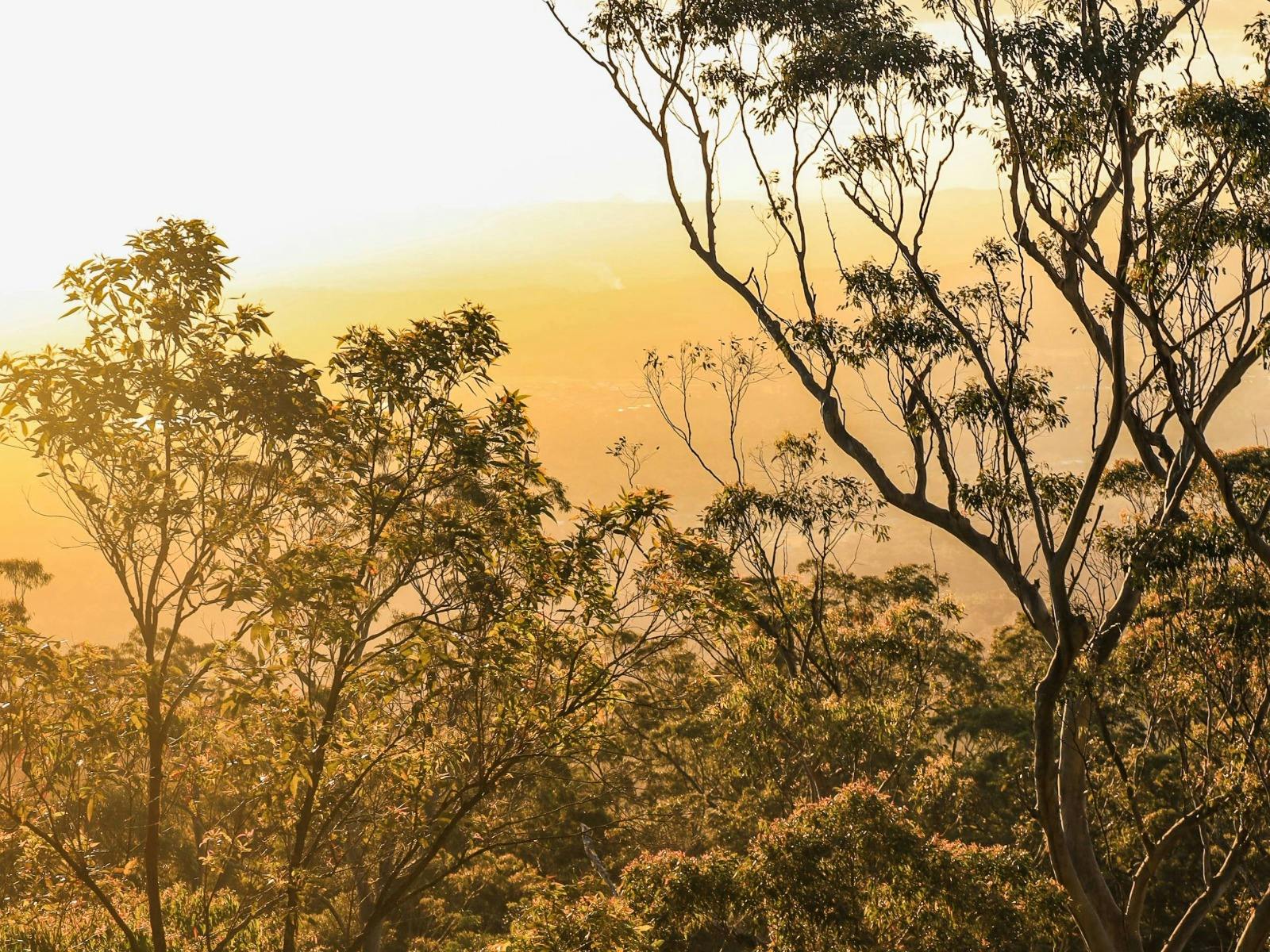 Mount Tamborine Vines, Views & Glow Worms