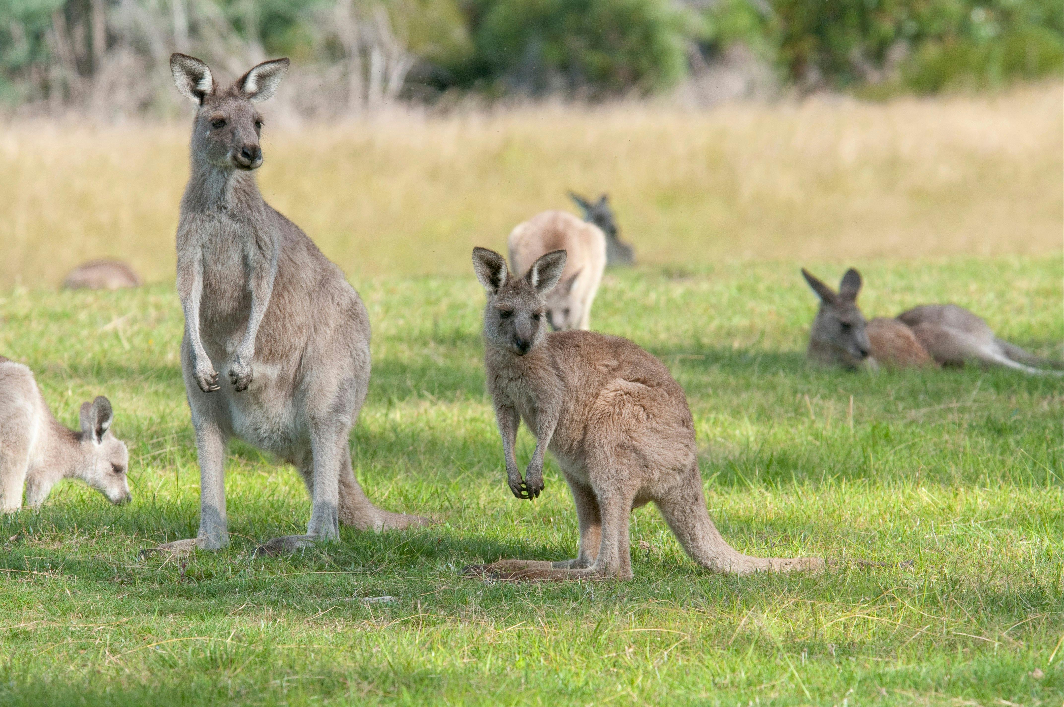 Eastern Grey Kangaroos on the Yankee Hat Trail
