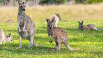 Eastern Grey Kangaroos on the Yankee Hat Trail