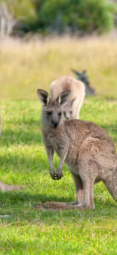 Eastern Grey Kangaroos on the Yankee Hat Trail