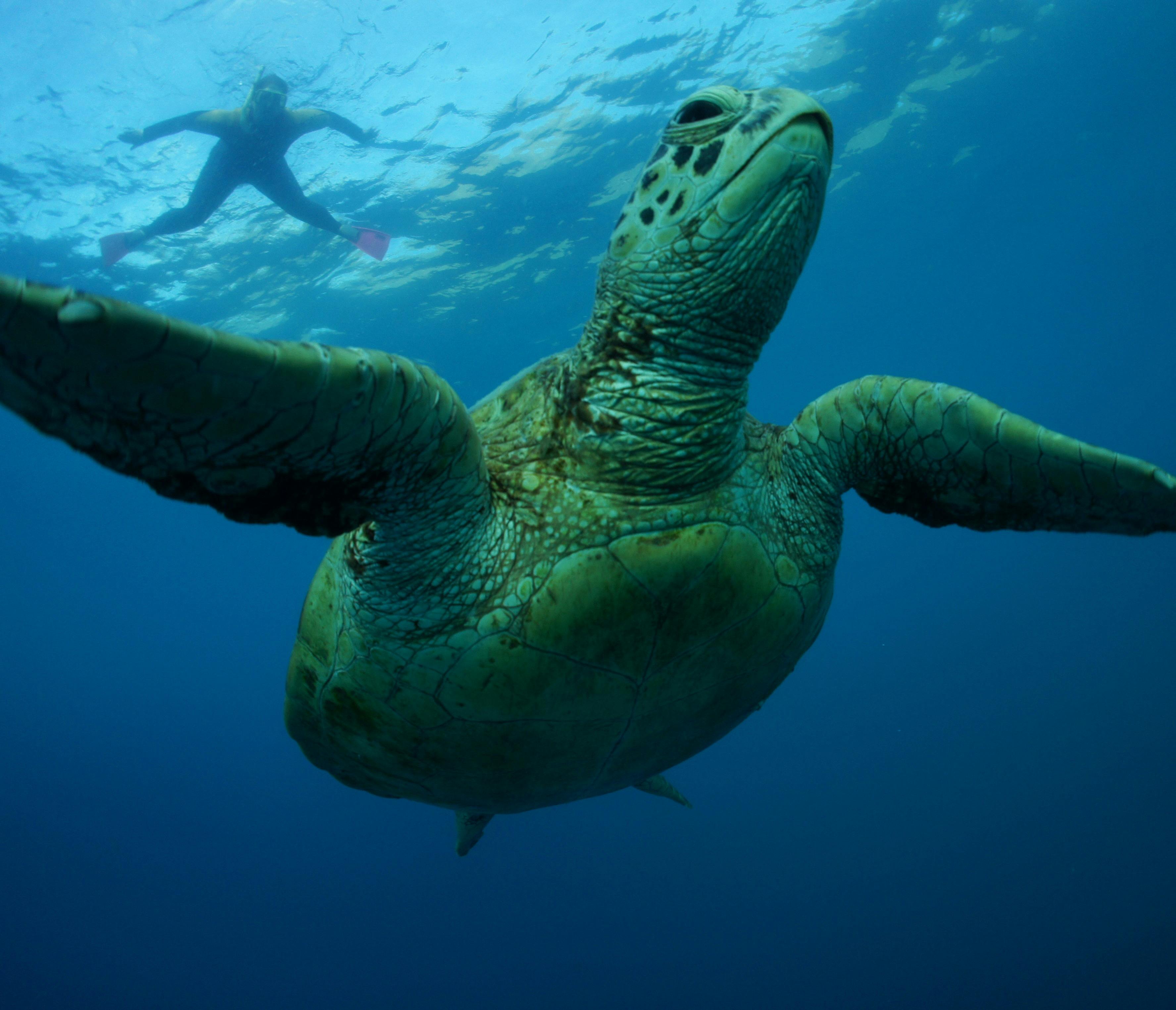 Snorkel with a turtle