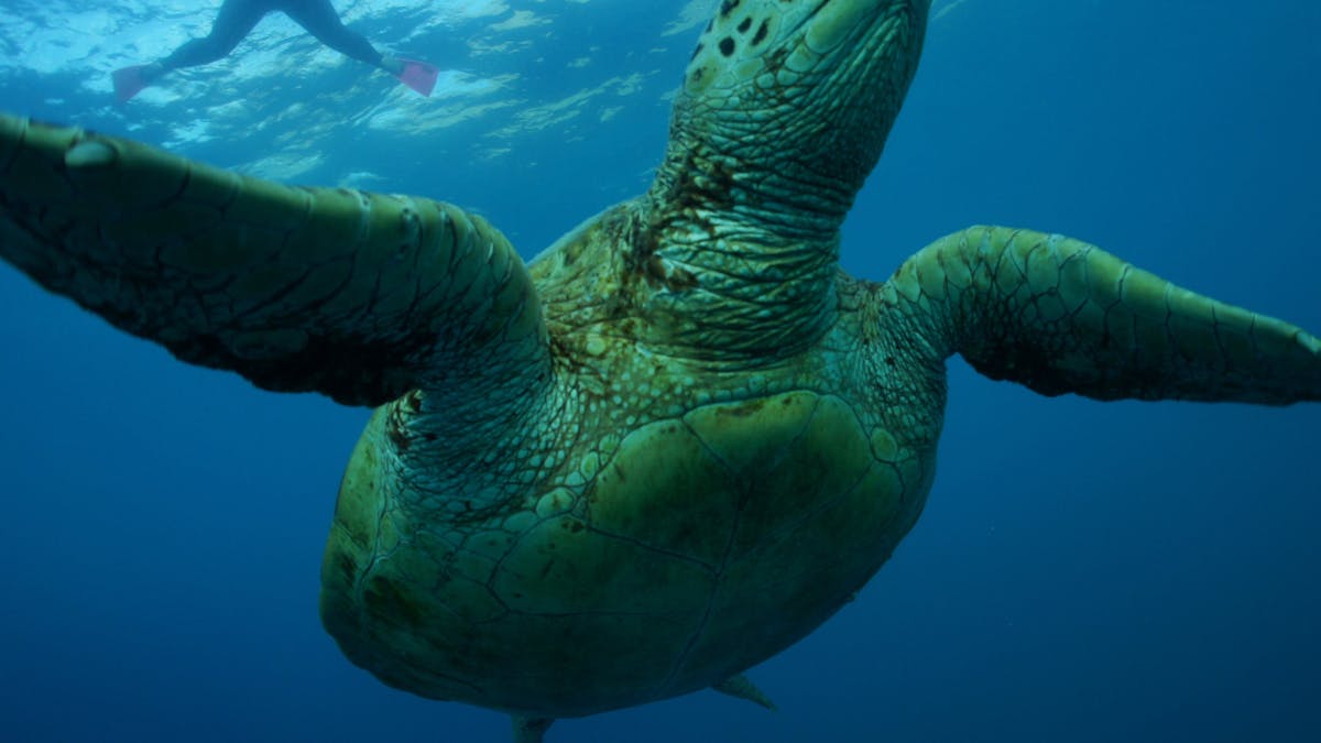 Snorkel with a turtle