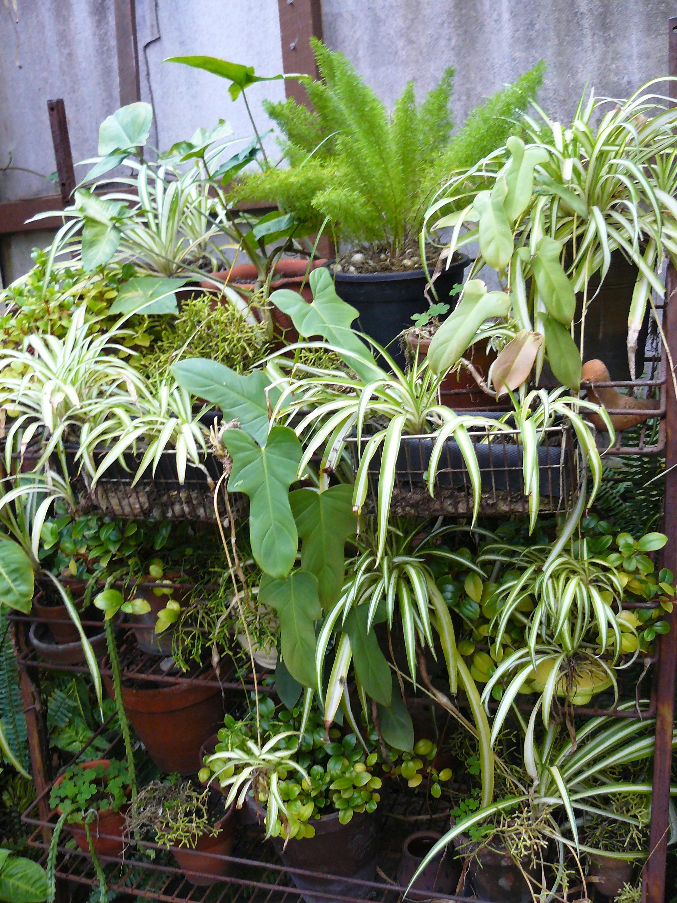 Ferns in the Bush House (Fernery)