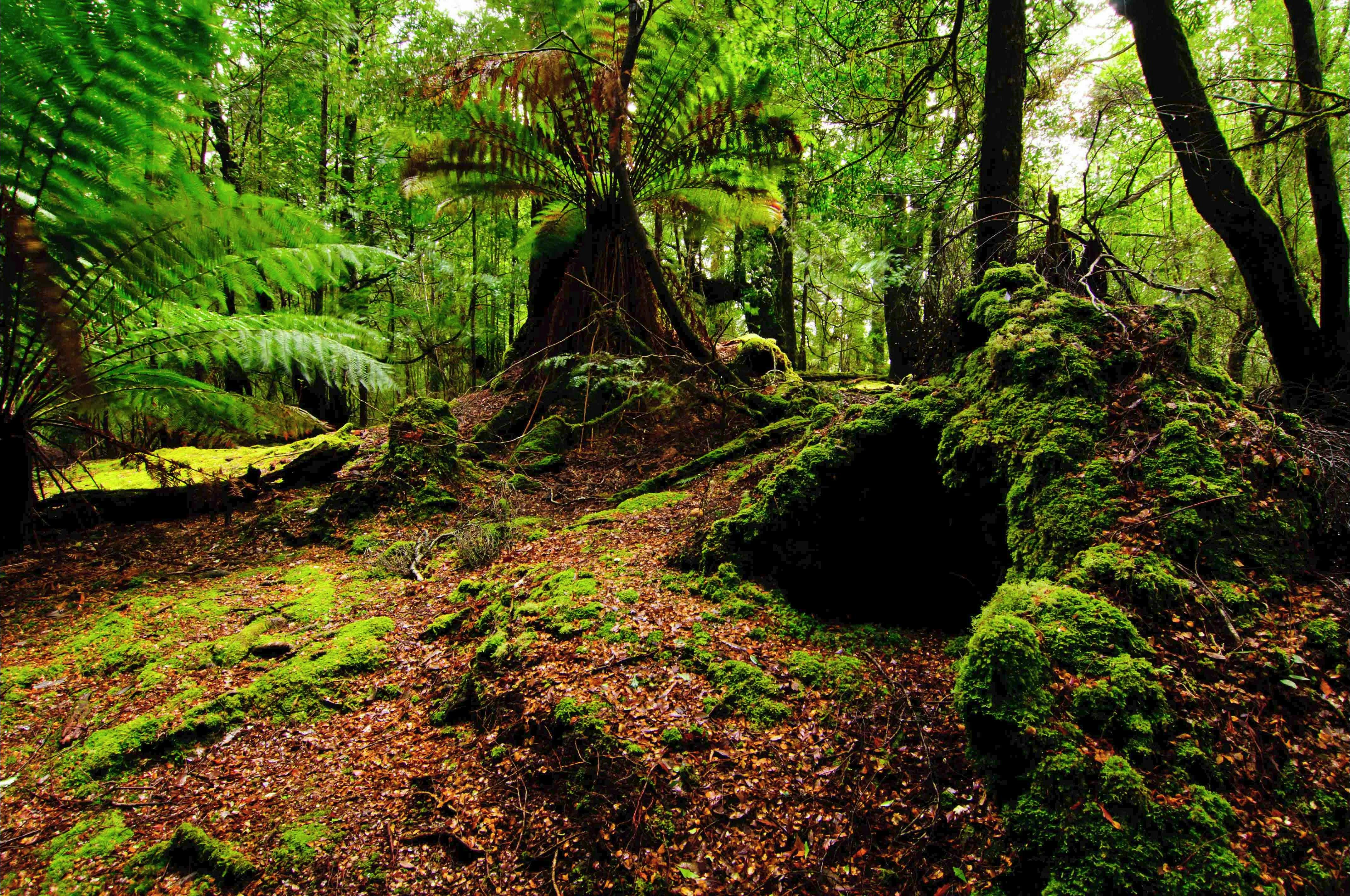 Tarkine Wilderness Walks