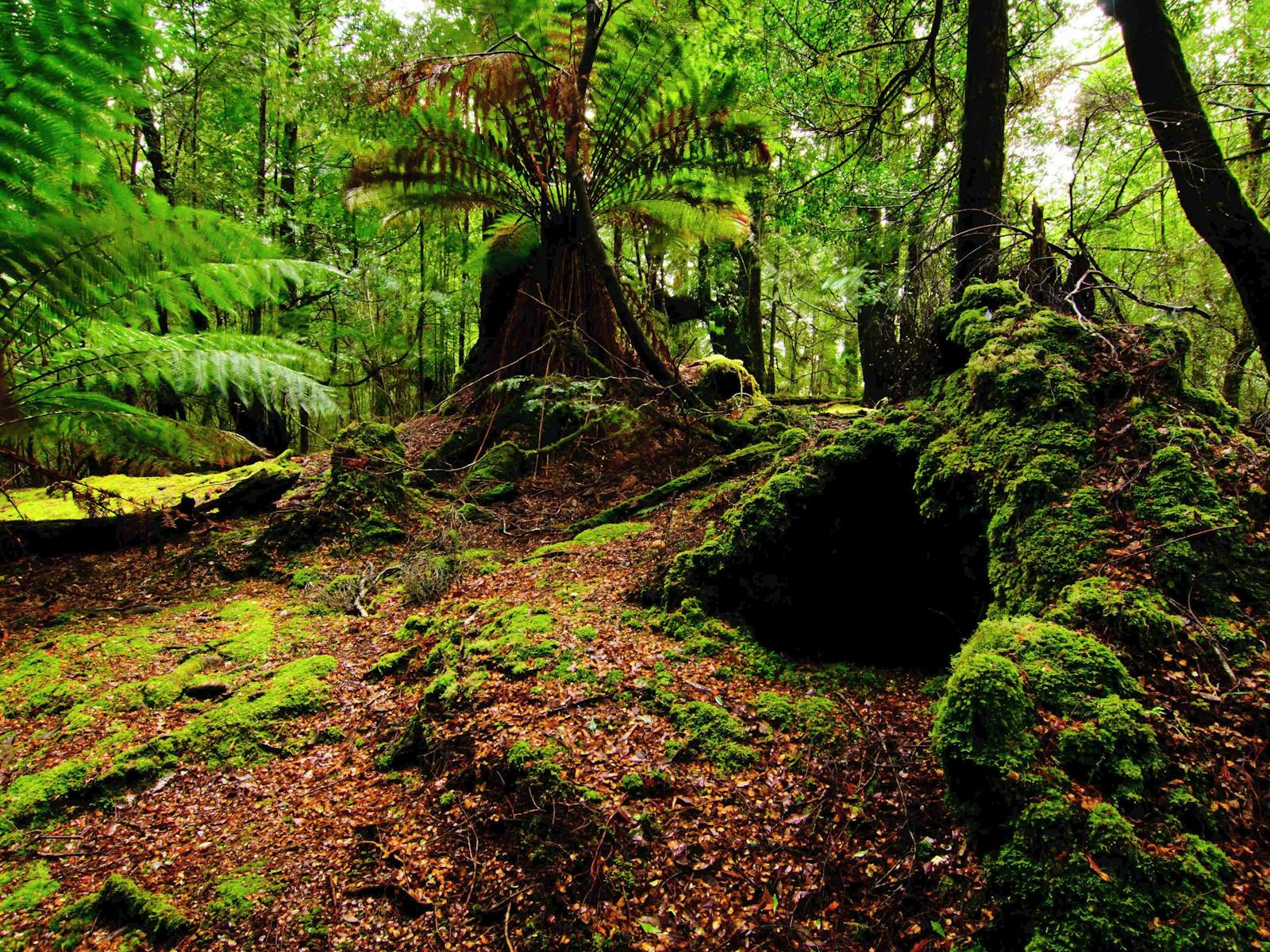 Rainforest
