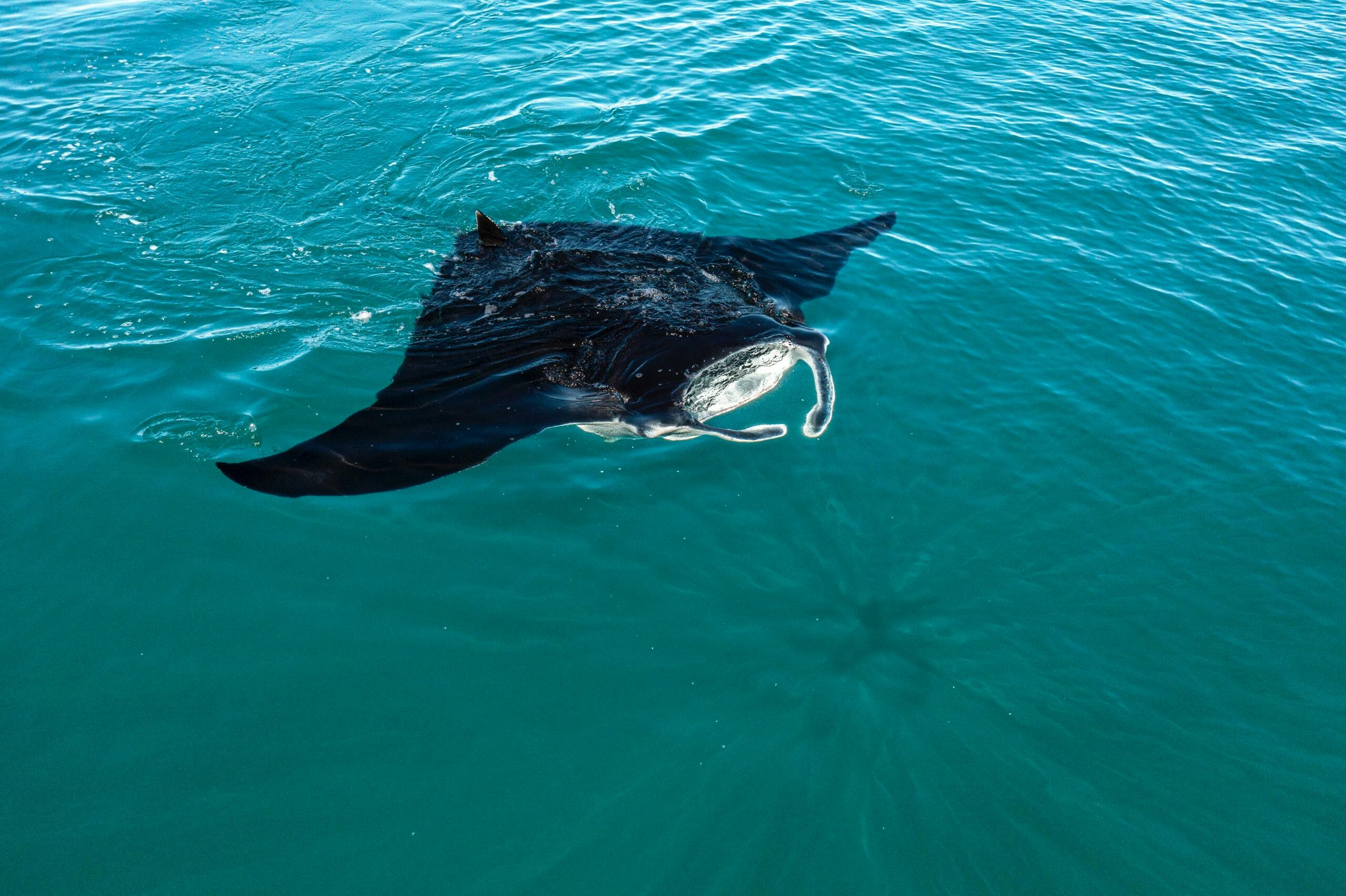 manta