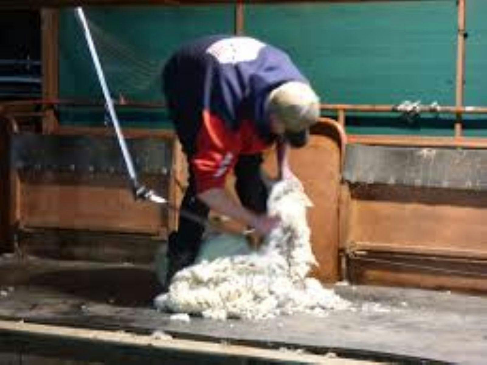 Dave Griffiths Memorial Shear