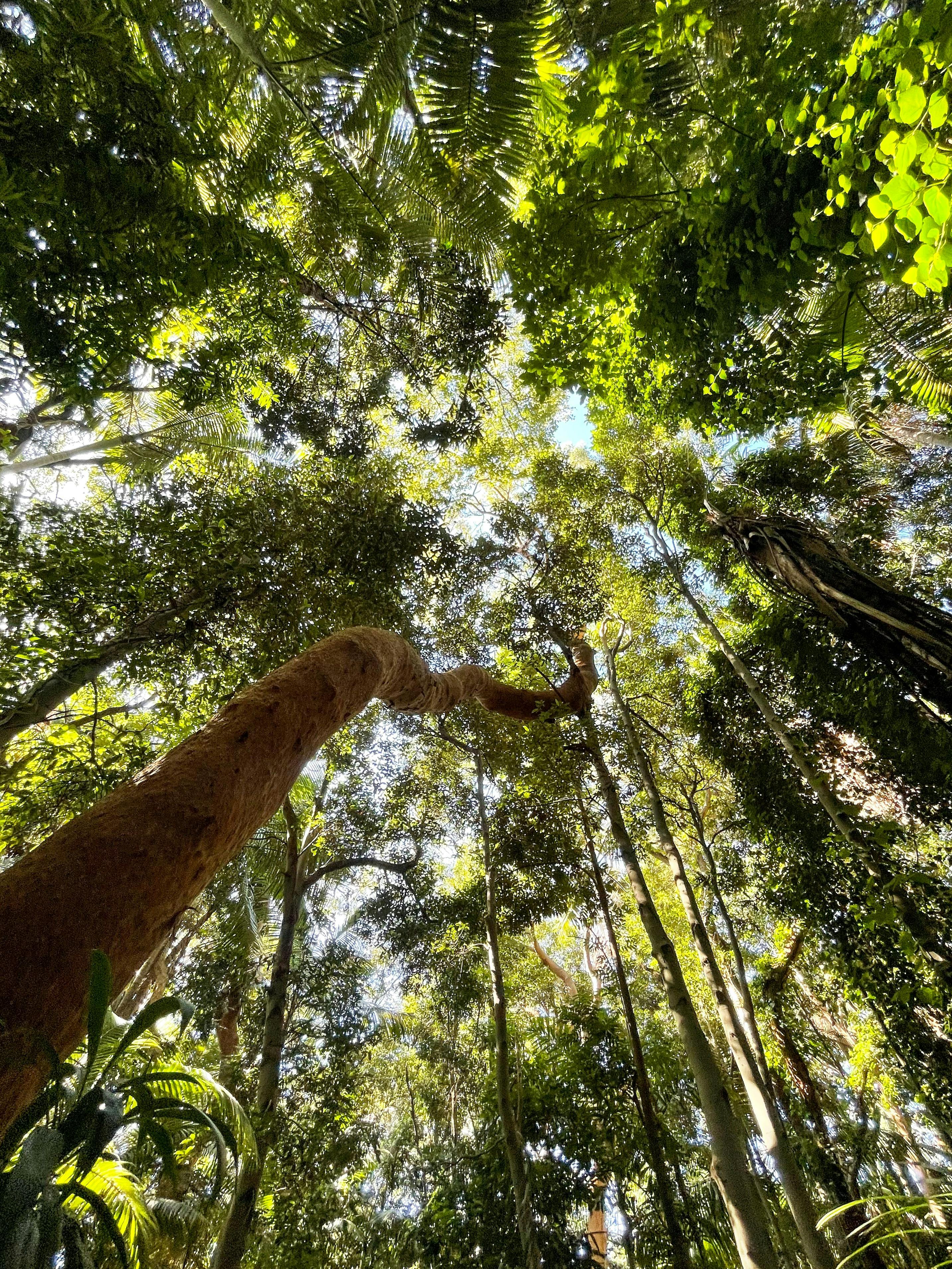 Filtered light through the trees