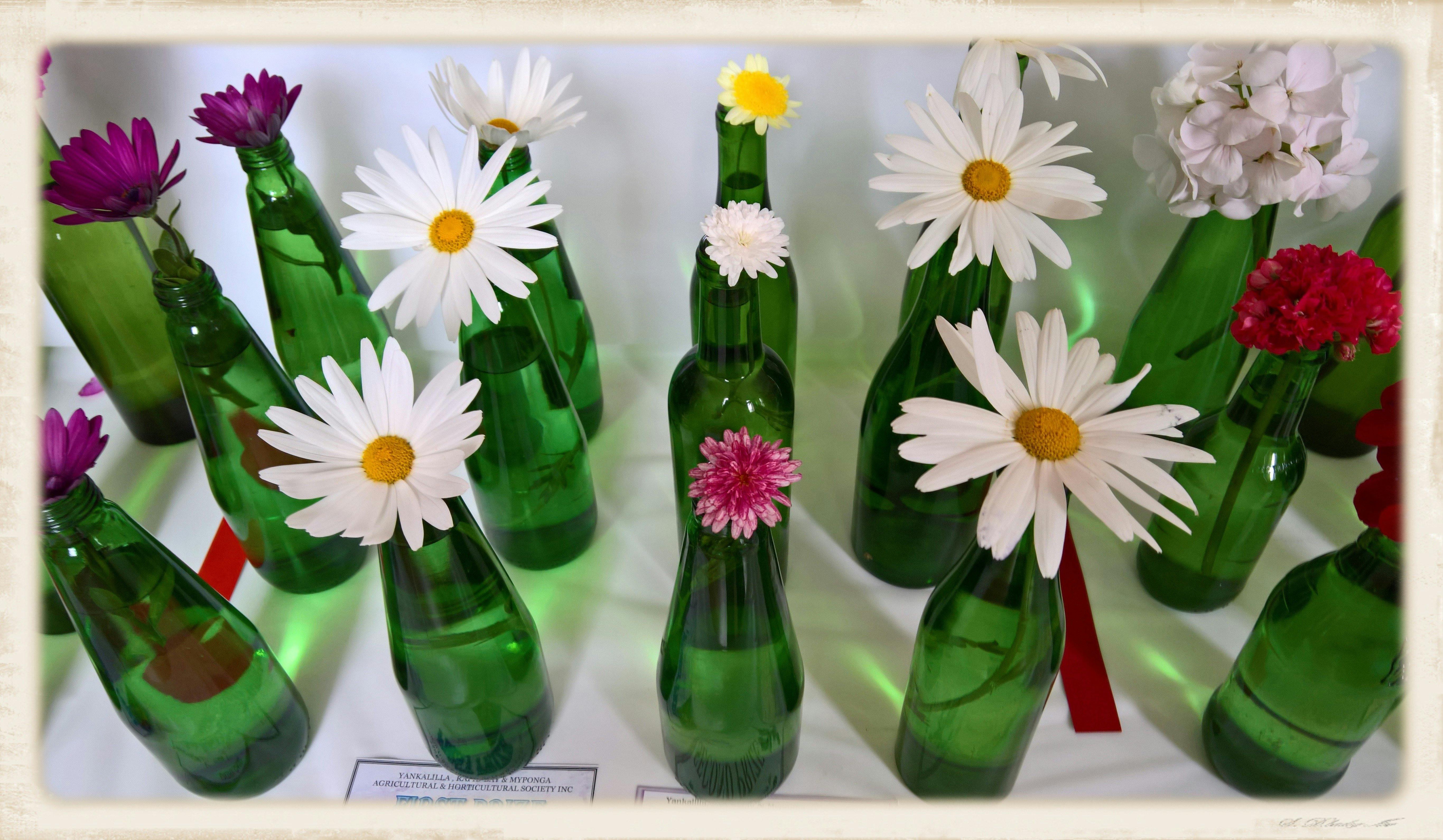 Single daisies displayed in green bottles