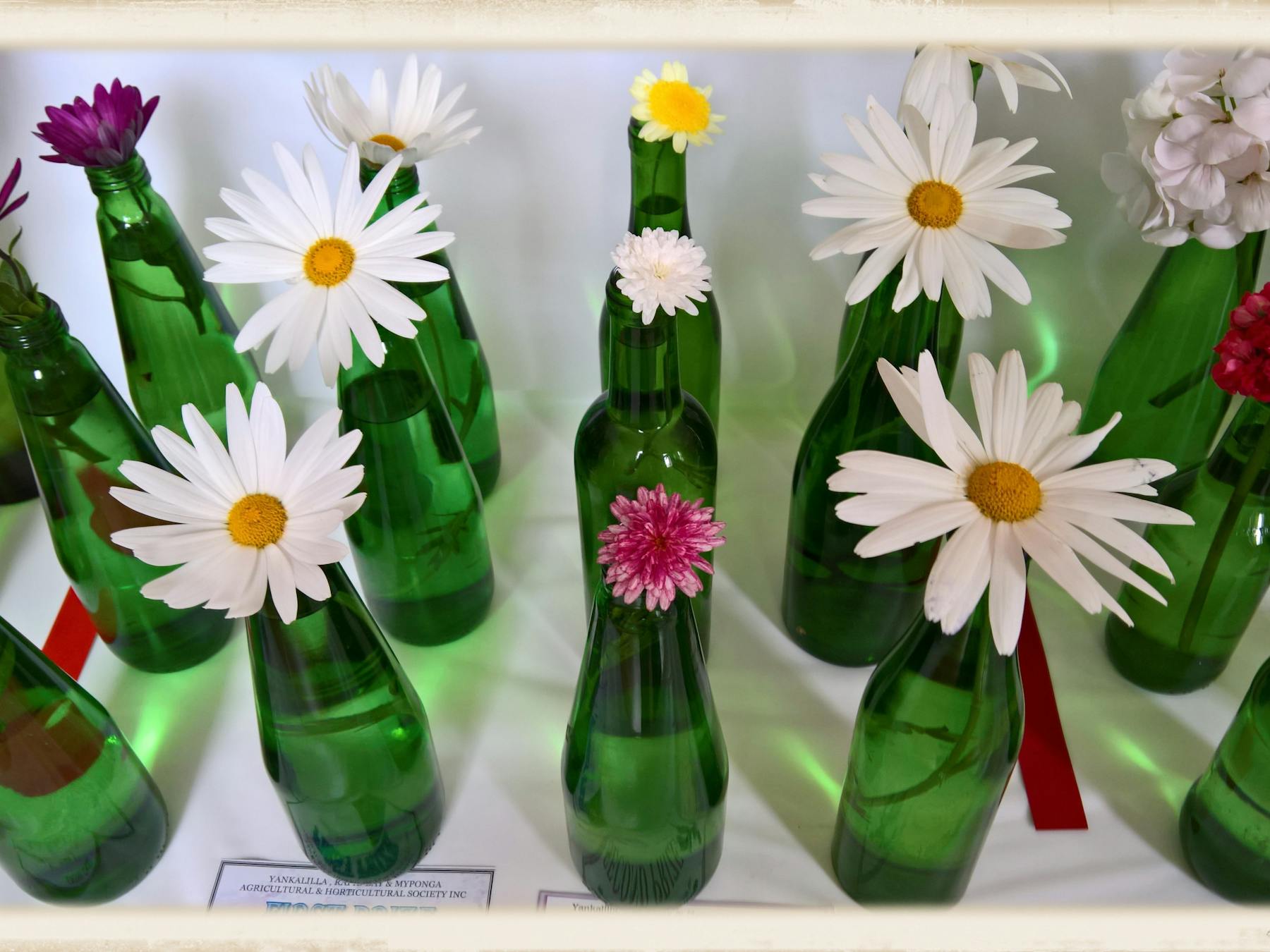 Single daisies displayed in green bottles