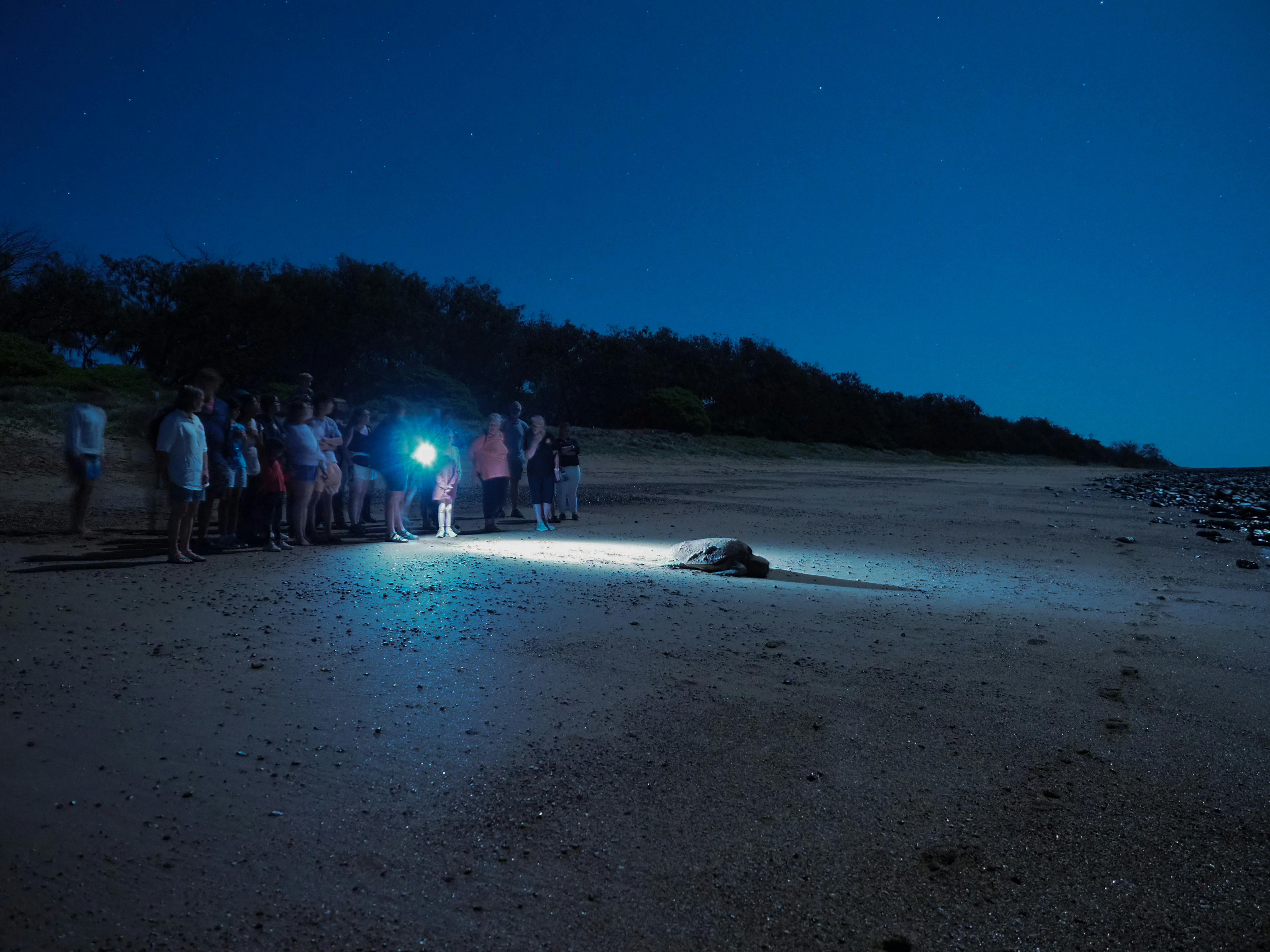 This pNight Experience: a tour group see a turtle on the beach of Mon Repos
