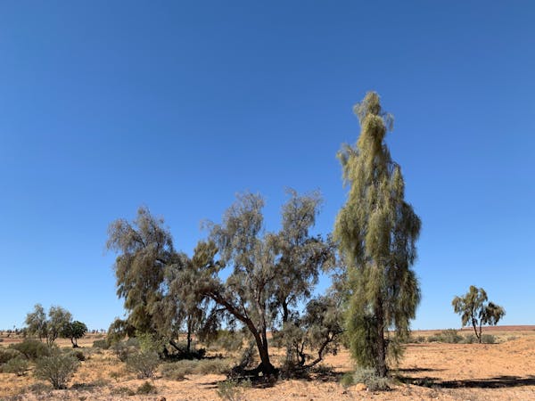 Waddi Trees