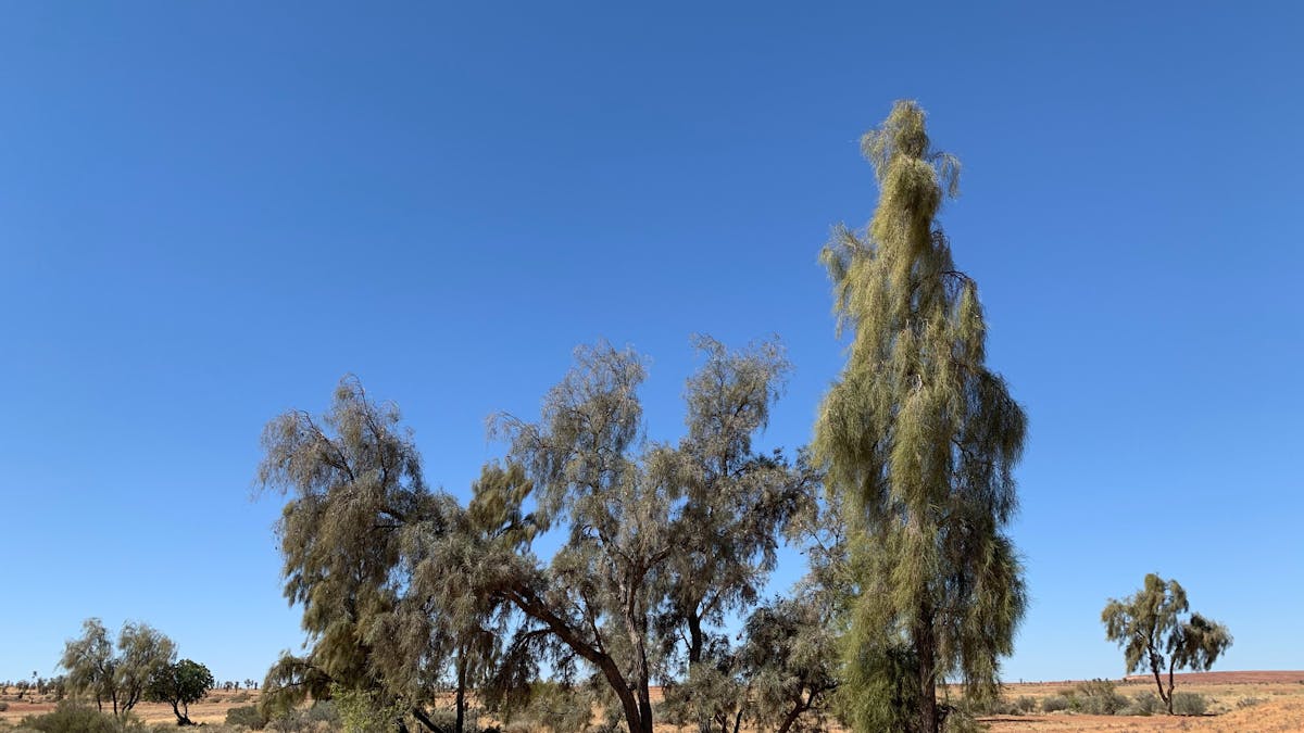Waddi Tree