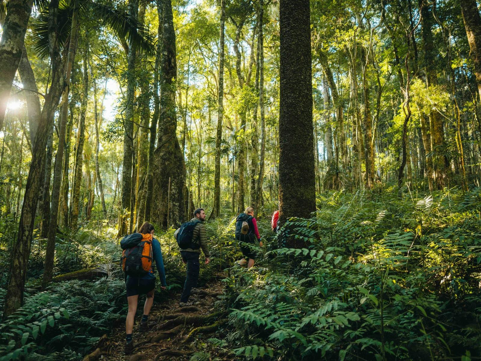 Hiking in Gondwana Rainforest Main Range National Park