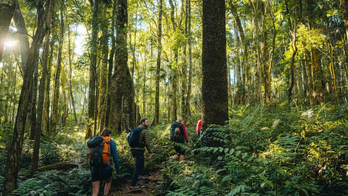 Hiking in Gondwana Rainforest Main Range National Park