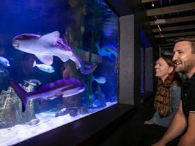 Sharks, fish and other aquatic creatures in the 200,000L shark tank in the Aquarium.