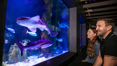 Sharks, fish and other aquatic creatures in the 200,000L shark tank in the Aquarium.
