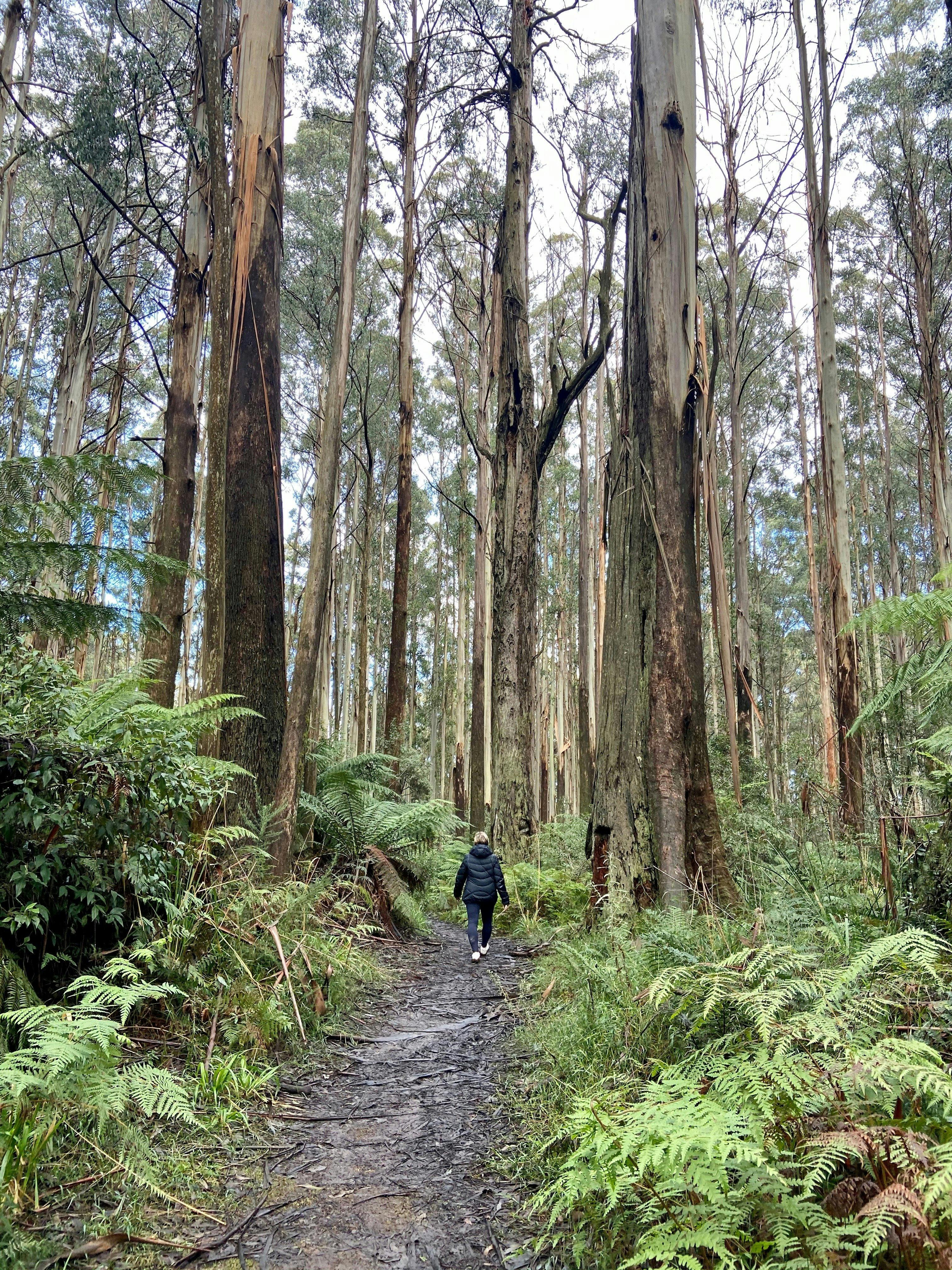 Myrtle Gully Circuit